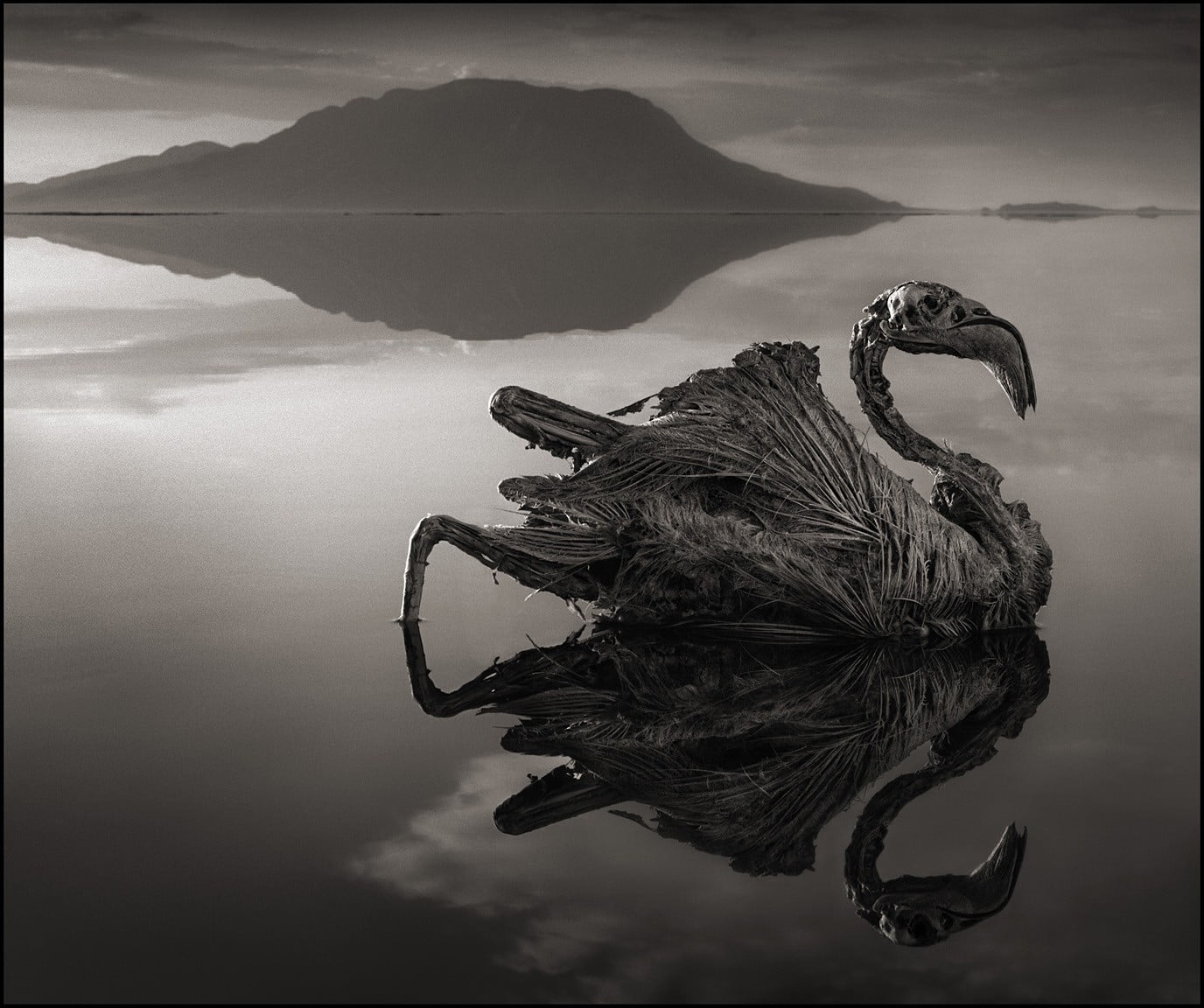 hills, Lake Natron, 720P, bird, beauty in nature, lake, feathers, dead, cloud - sky, sky, Africa, reflection, mountain, creepy, outdoors, one animal, monochrome, HD Wallpaper
