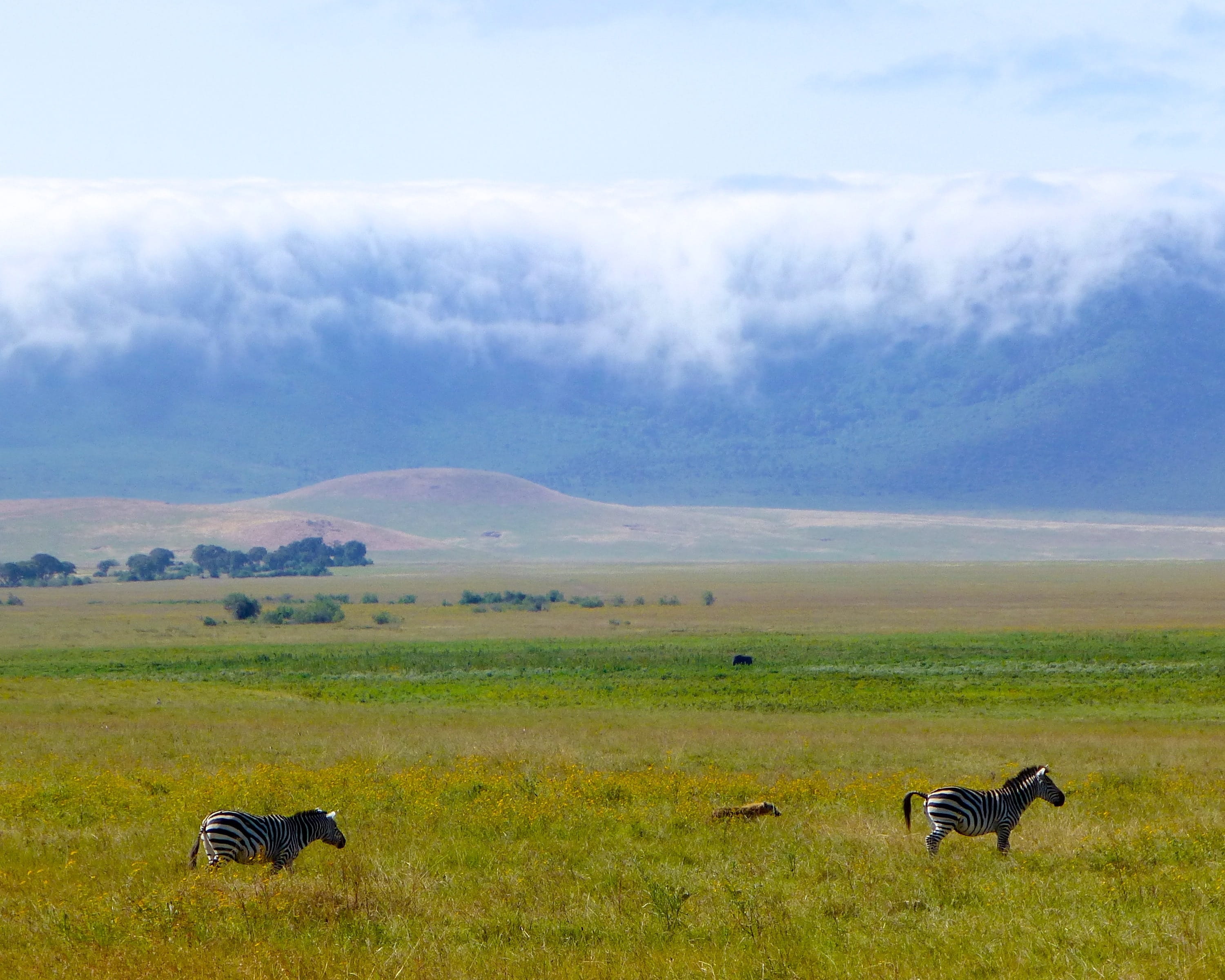 vertebrate, cloud - sky, wildlife reserve, animals in the wild, zebras, scenics - nature, group of animals, serengeti, africa, nature, environment, crater, HD Wallpaper
