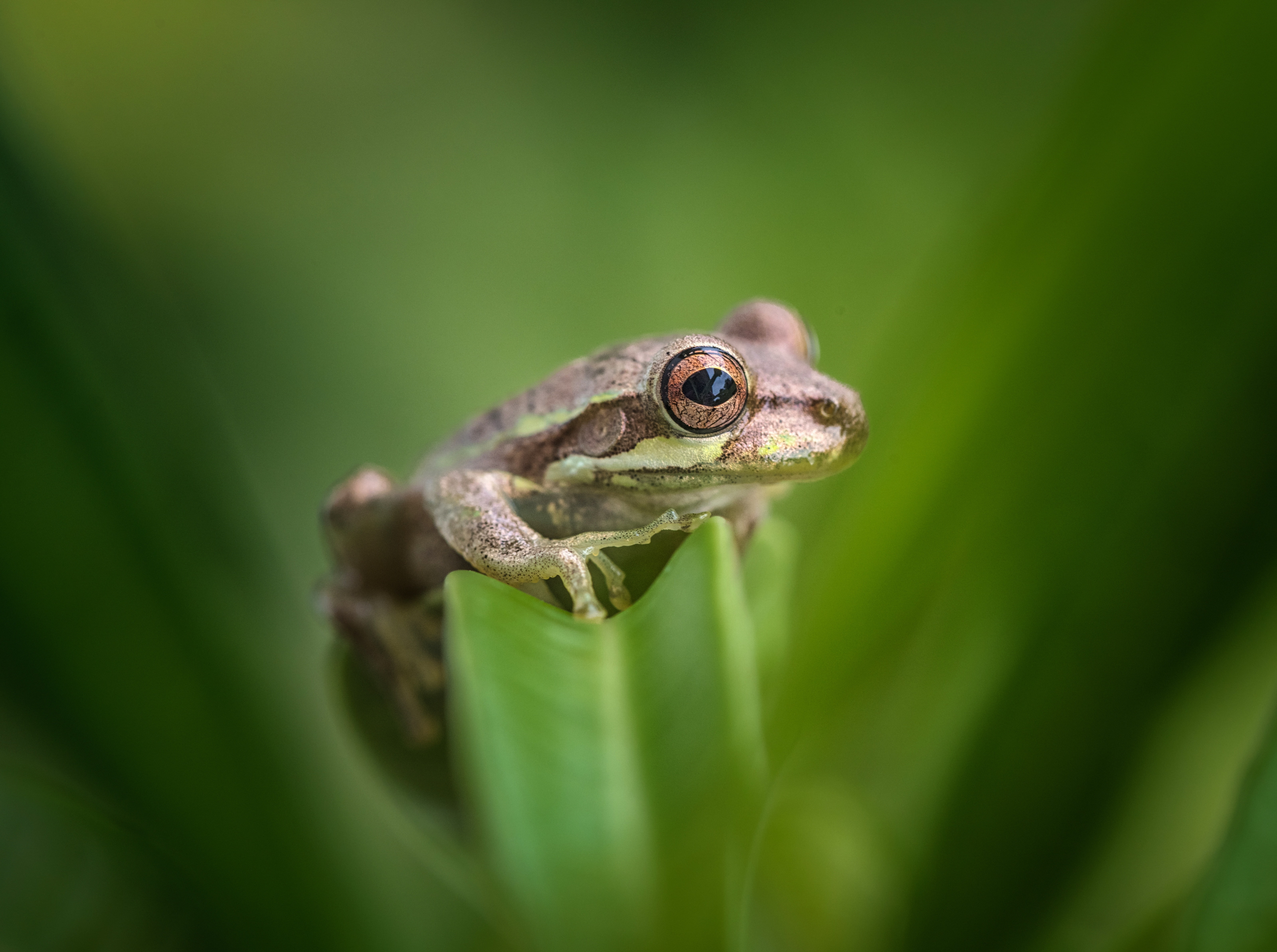 Florida, conservation, vertebrate, Adventure, Macro, focus on foreground, green color, Photography, Safari, Scenery, Wild, animal eye, Preserve, Trip, Reptiles and Frogs, HD Wallpaper