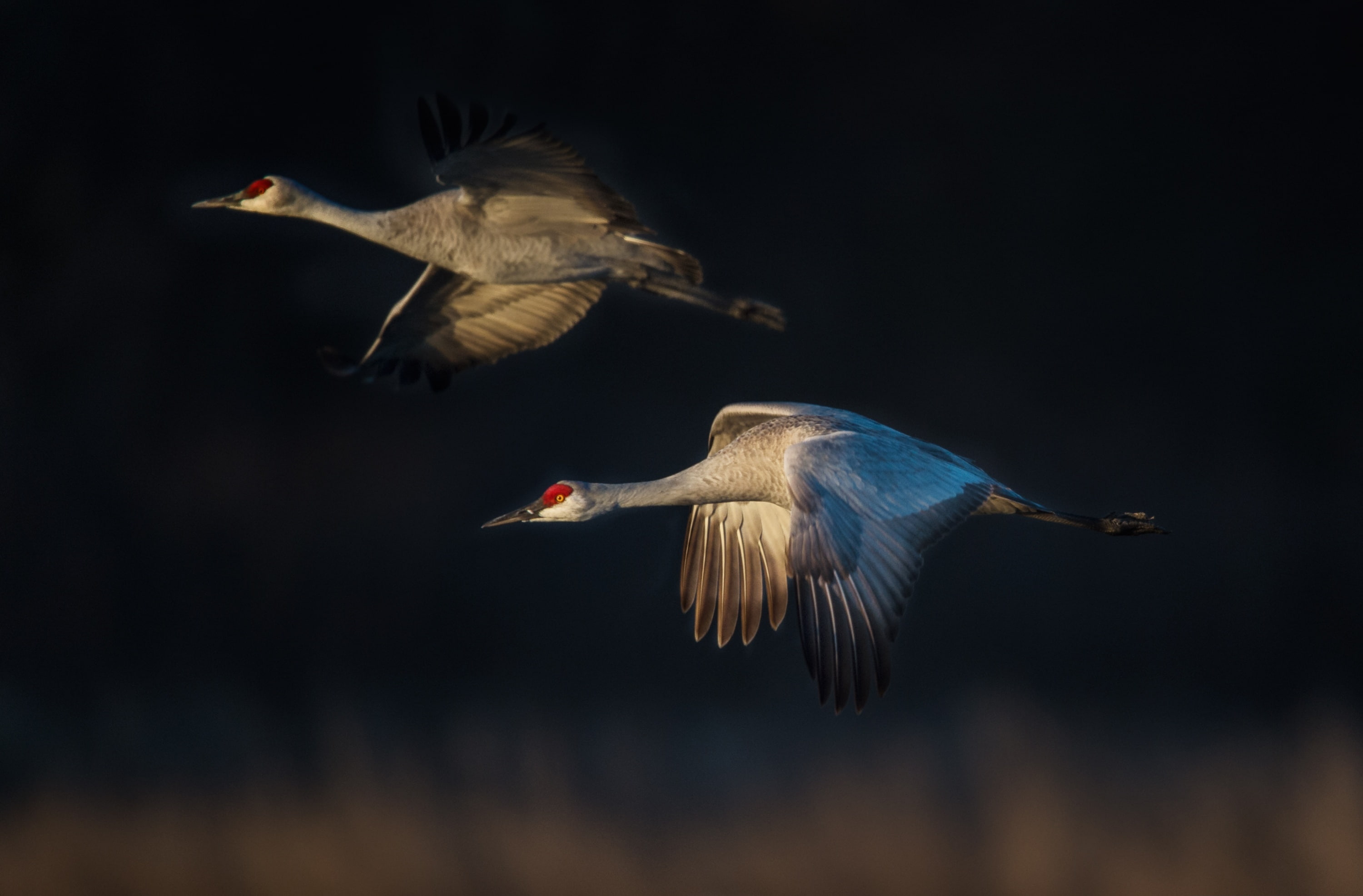 Adventure, full length, Birds, Buffalo, animal wildlife, habitat, gruscanadensis, wildlife, 2K, touristattraction, two animals, Species, Destination, visit, HD Wallpaper