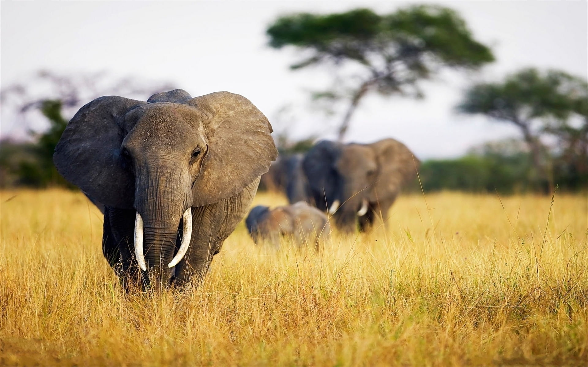 grass, animal family, savannah, no People, landscape, kenya, safari Animals, animals In The Wild, strength, vertebrate, wilderness Area, group of animals, HD Wallpaper