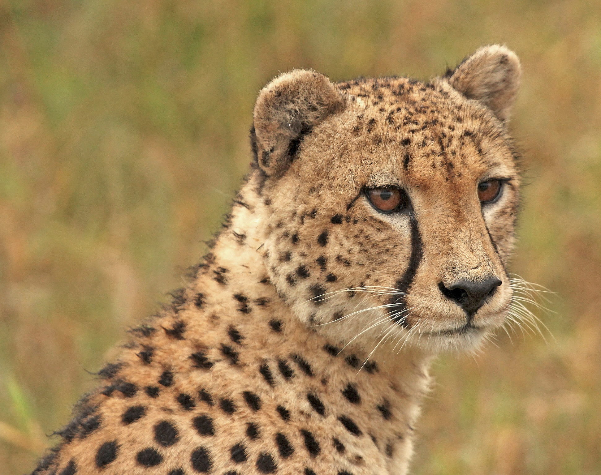 whisker, one Animal, undomesticated Cat, wildlife, wilderness Area, Cheetah, brown, spotted, no People, animal wildlife, day, 1080P, feline, looking away, HD Wallpaper