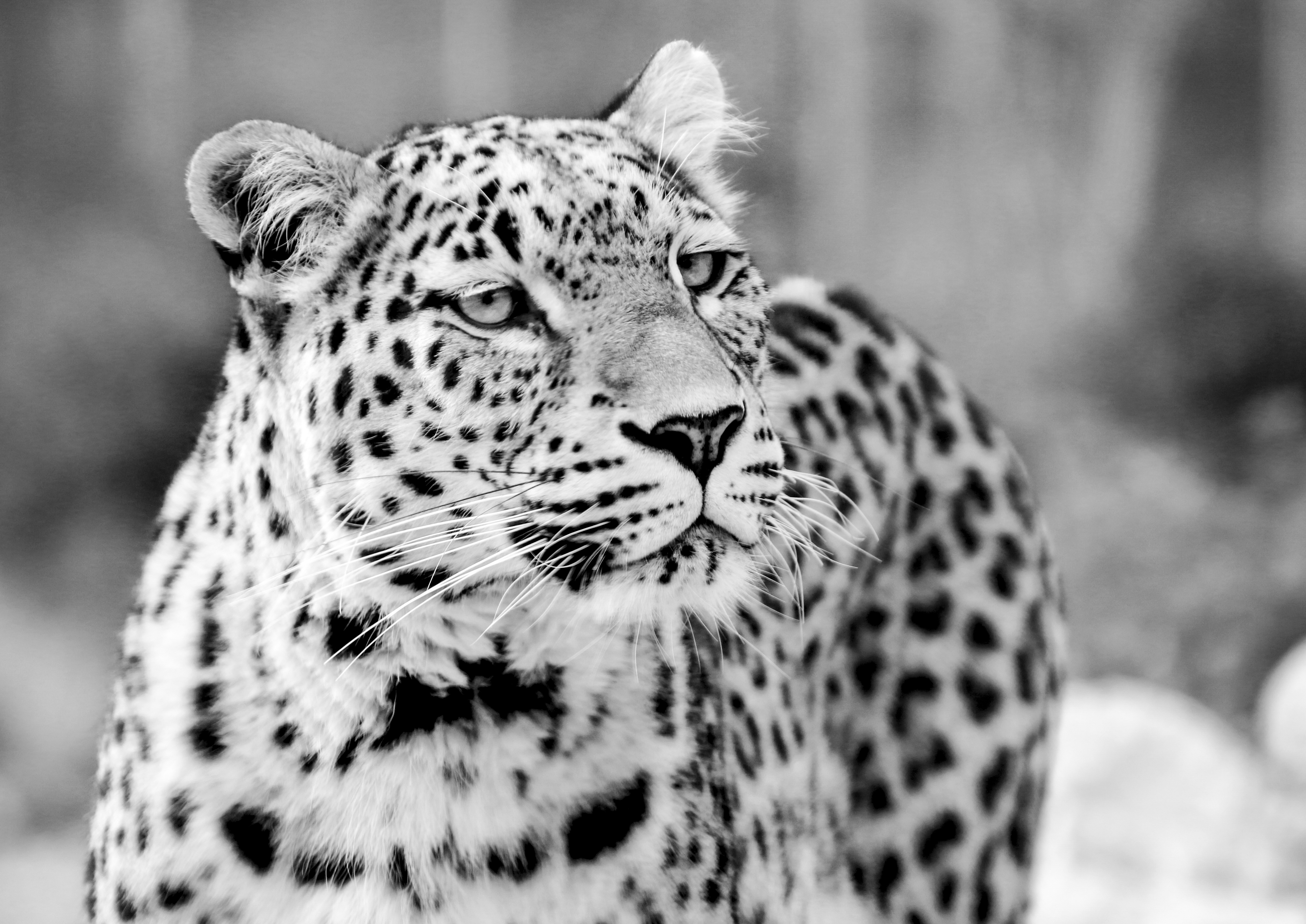 looking away, big Cat, view, black white recording, close, whisker, carnivora, focus on foreground, leopard, nature, undomesticated Cat, animal wildlife, HD Wallpaper