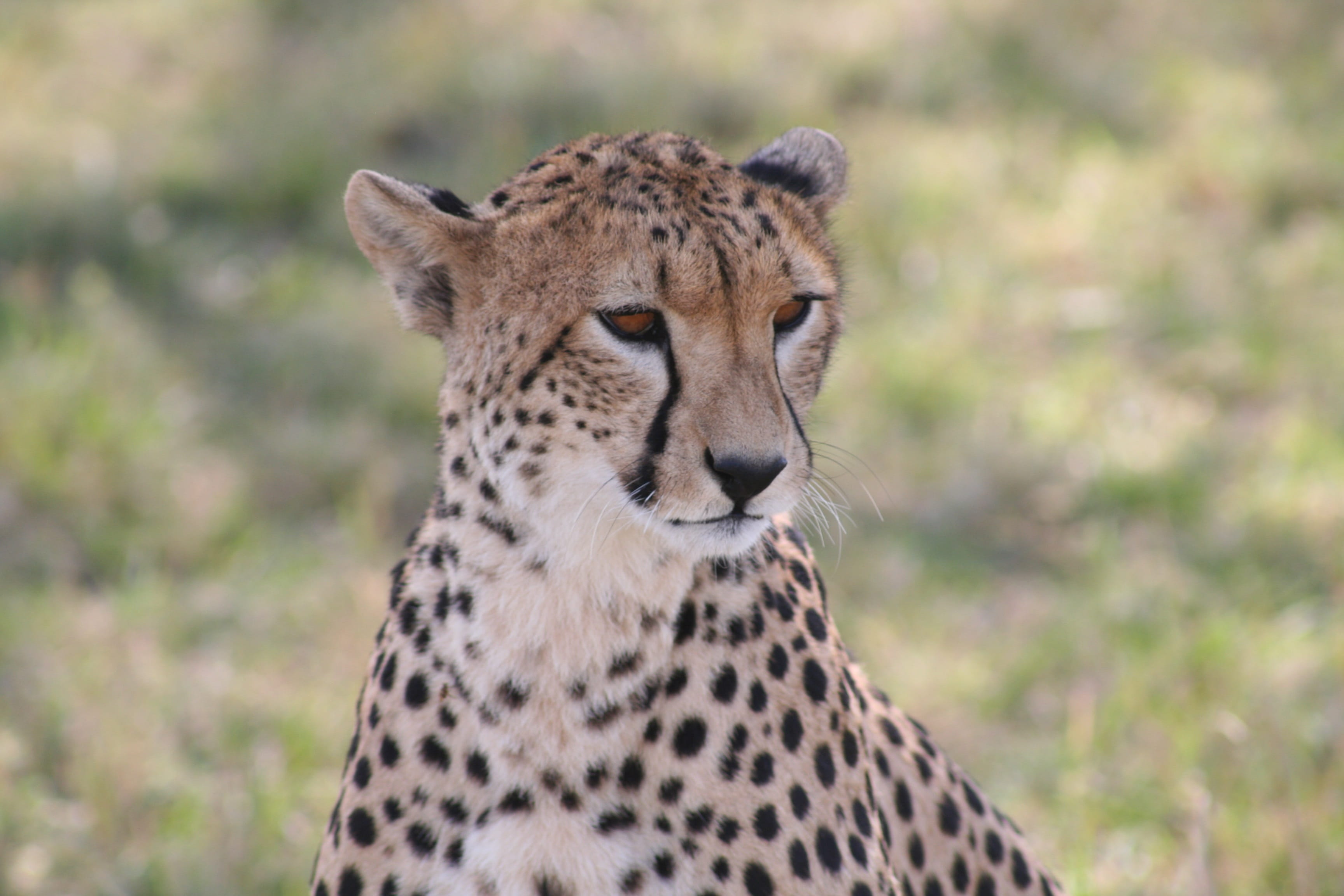animal head, kenya, one animal, no People, safari, tanzania, wildlife Reserve, animals Hunting, plain, wilderness, fast animal, africa, predator, African Animal, HD Wallpaper