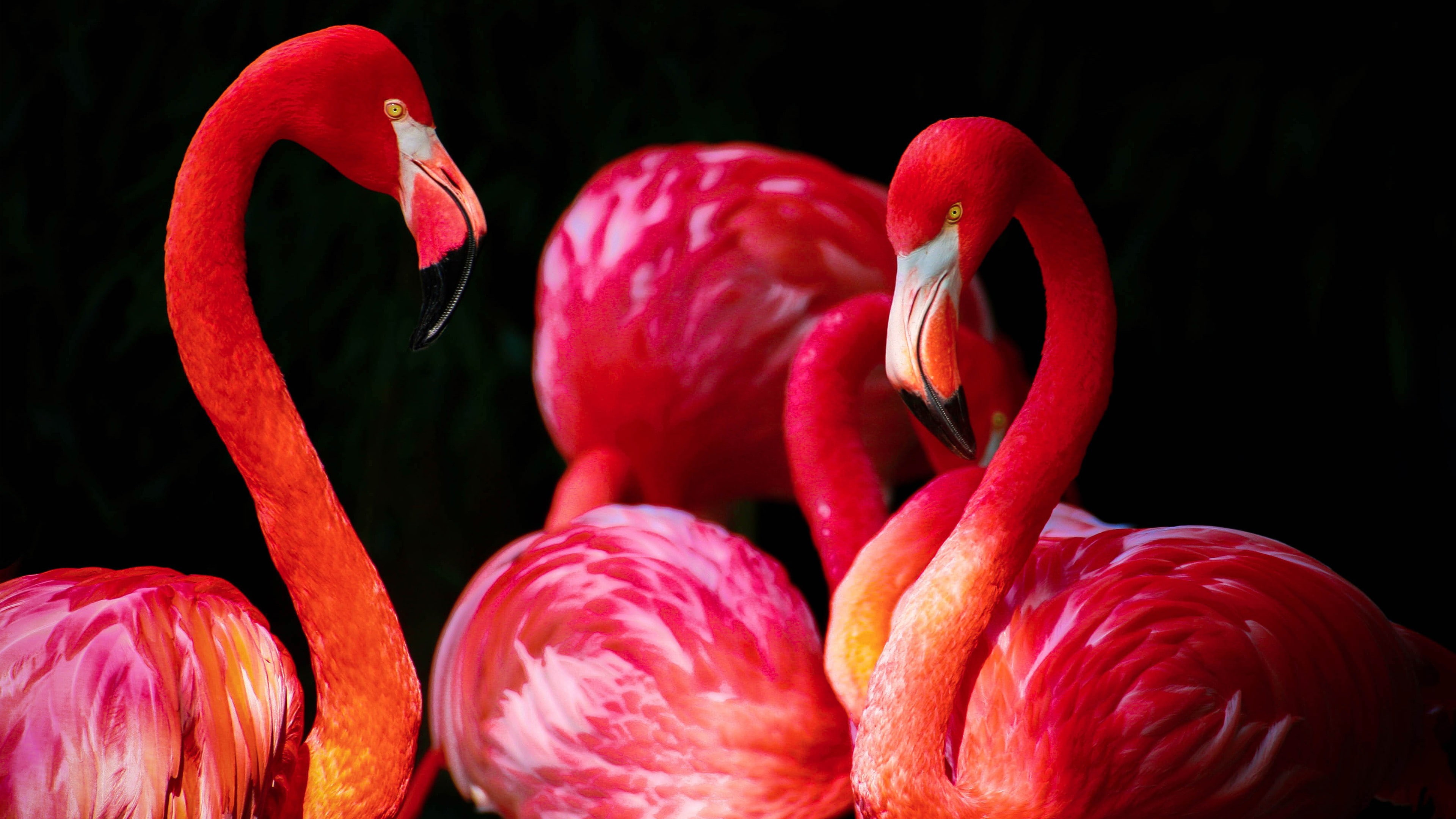 4K, birds, animals, flamingos, HD Wallpaper