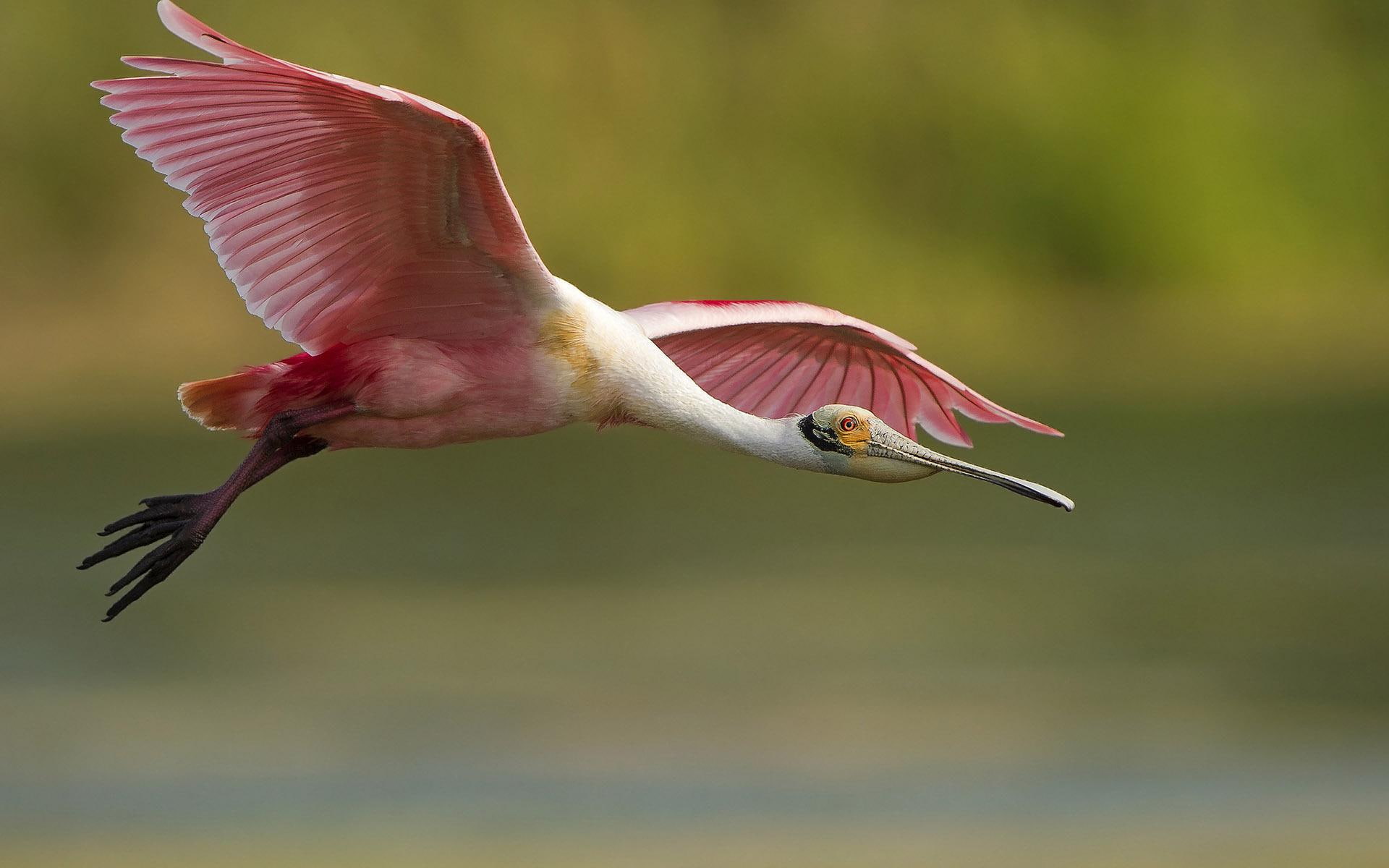 animals, flamingo, white, 1920x1200, flying, 1080P, red, bird, HD Wallpaper