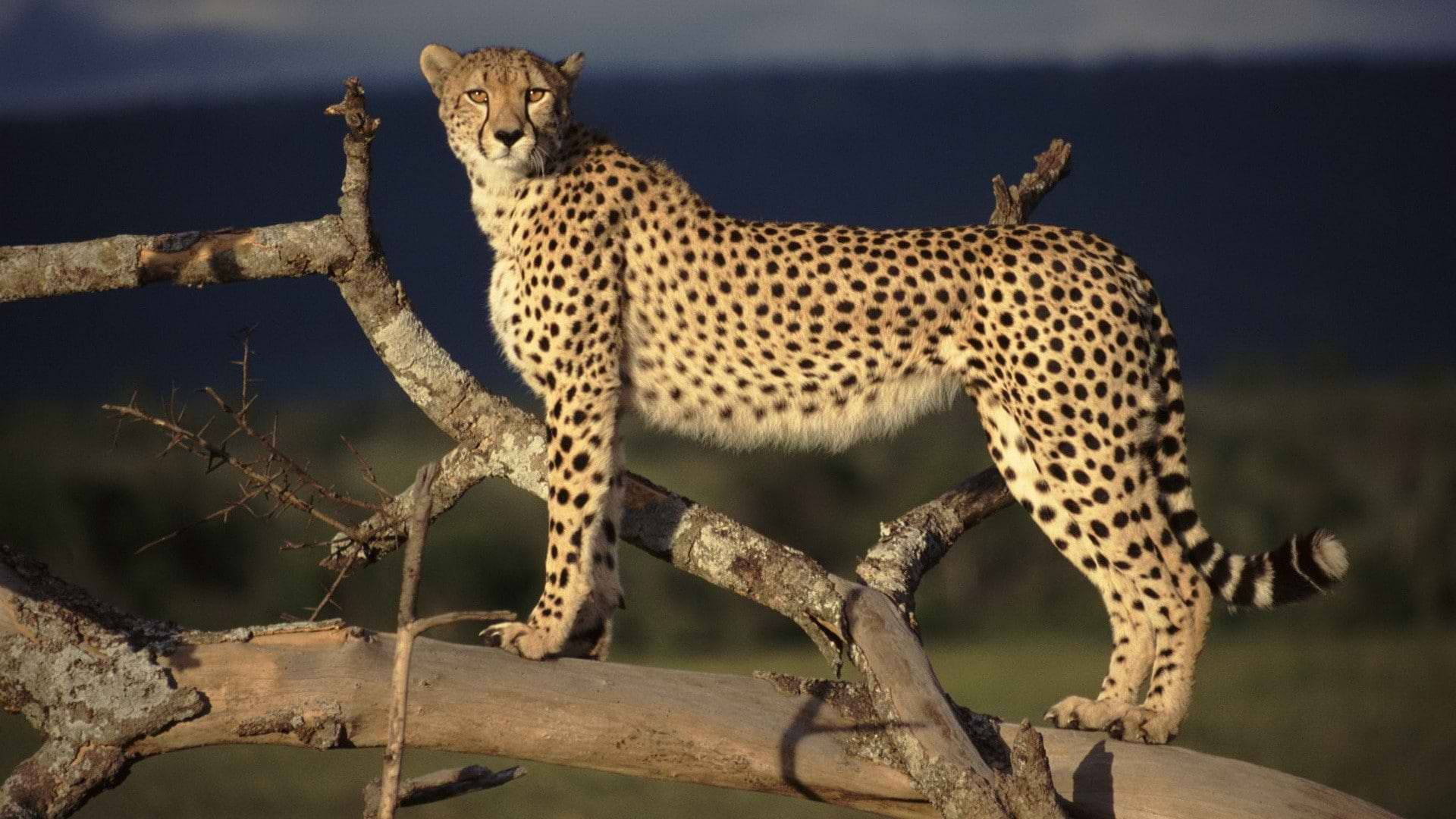 animals, hd, 1080P, cheetah, HD Wallpaper