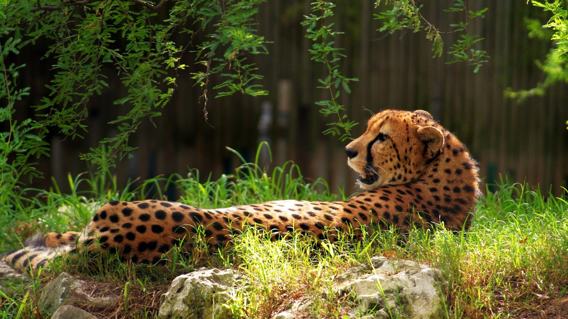 animals, hd, 1080P, cheetah, HD Wallpaper