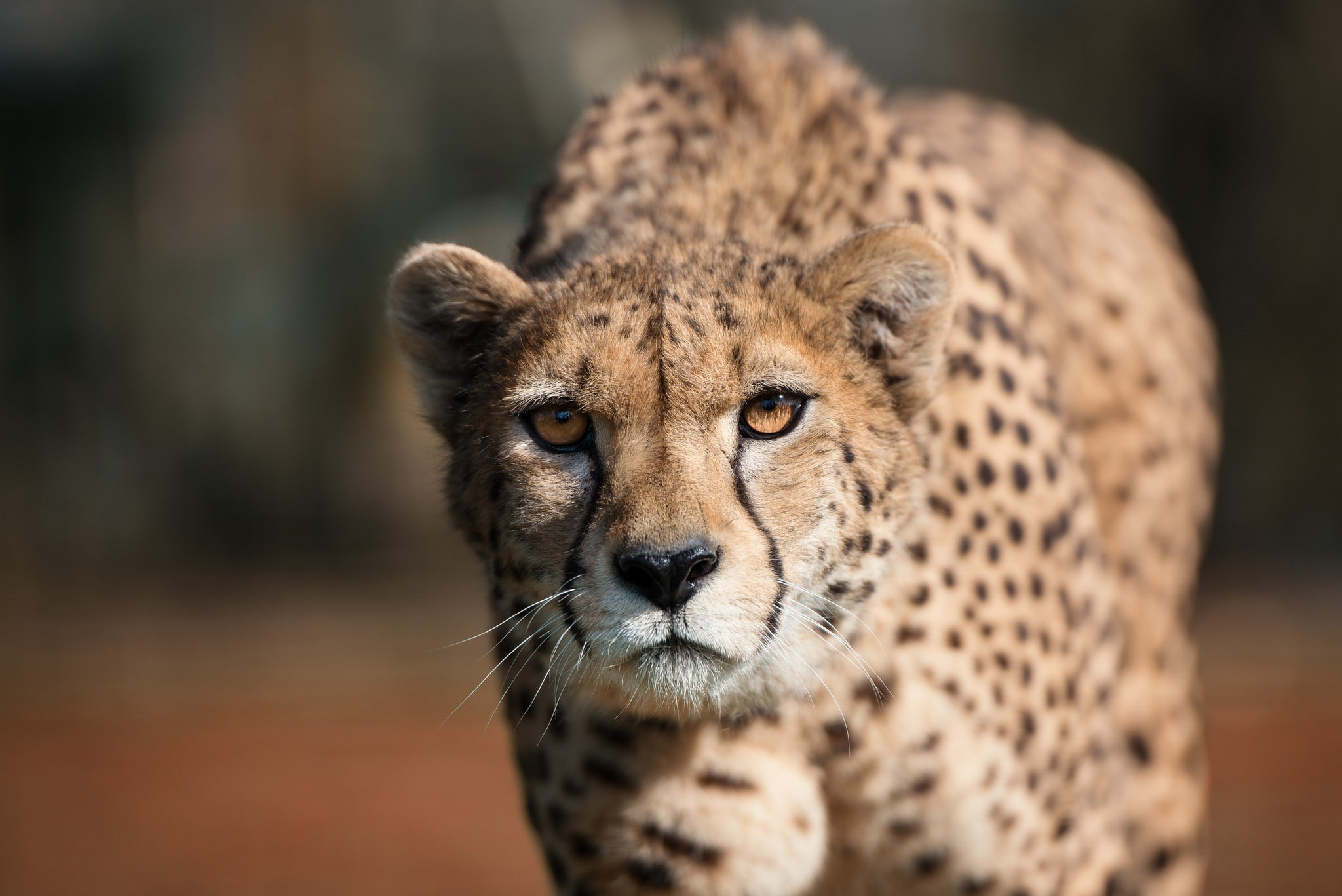 predator, cheetah, wildlife, eyes, 1080P, HD Wallpaper