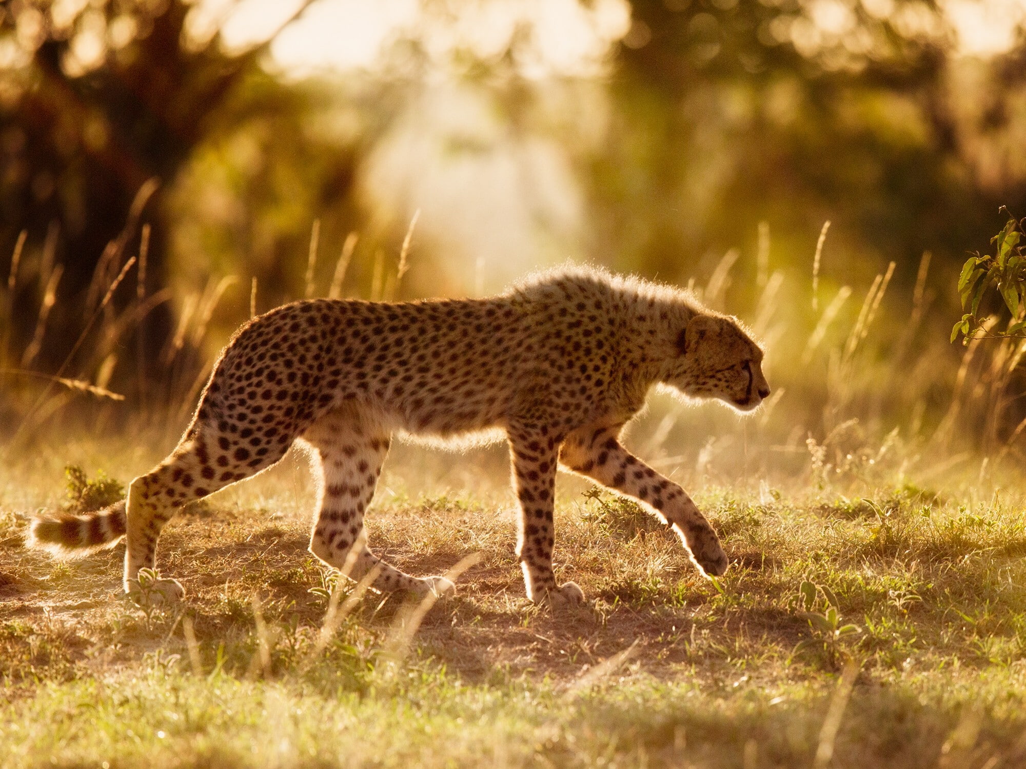 1080P, wild cat, Africa, wild, cat, Cheetah, HD Wallpaper
