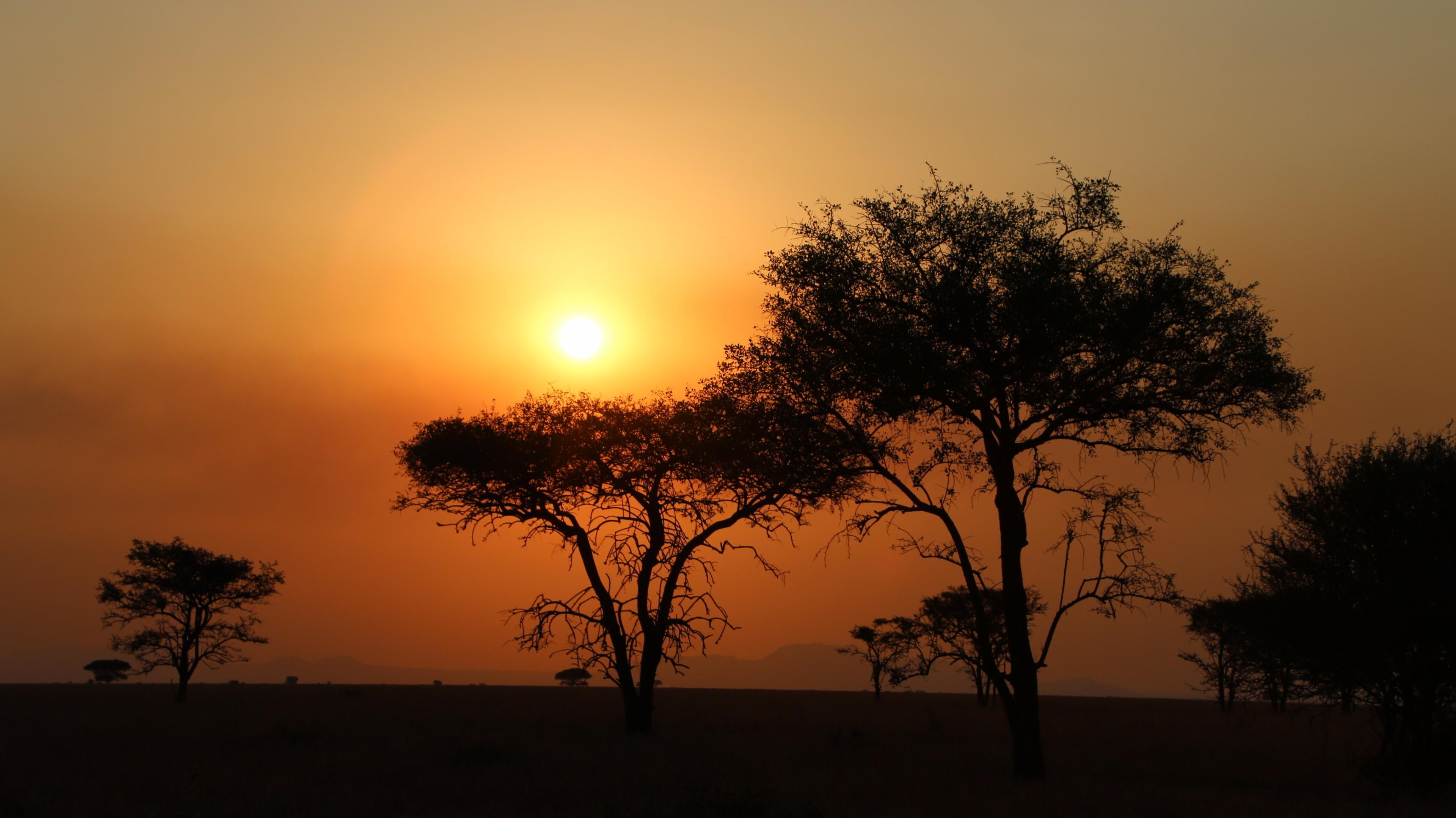 growth, evening, sunset, sun, scenics - nature, dusk, tranquil scene, beauty in nature, land, tree, 4K, landscape, sunlight, horizon, tanzania, africa, HD Wallpaper