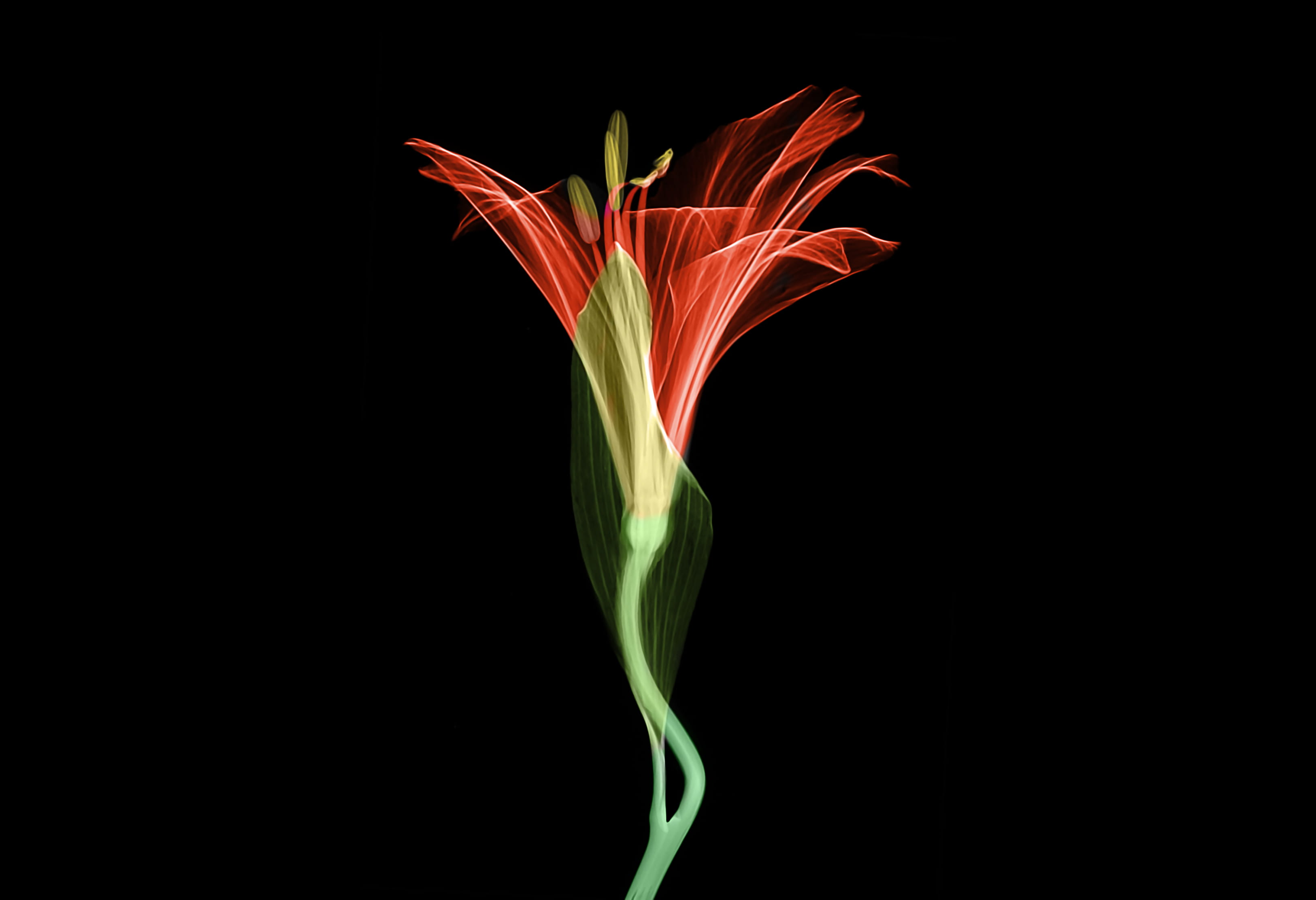 green, curve, detail, black, neon, illustration, computer Graphic, black Color, 2K, flower, smoke - Physical Structure, glowing, flowing, plant, nature, HD Wallpaper