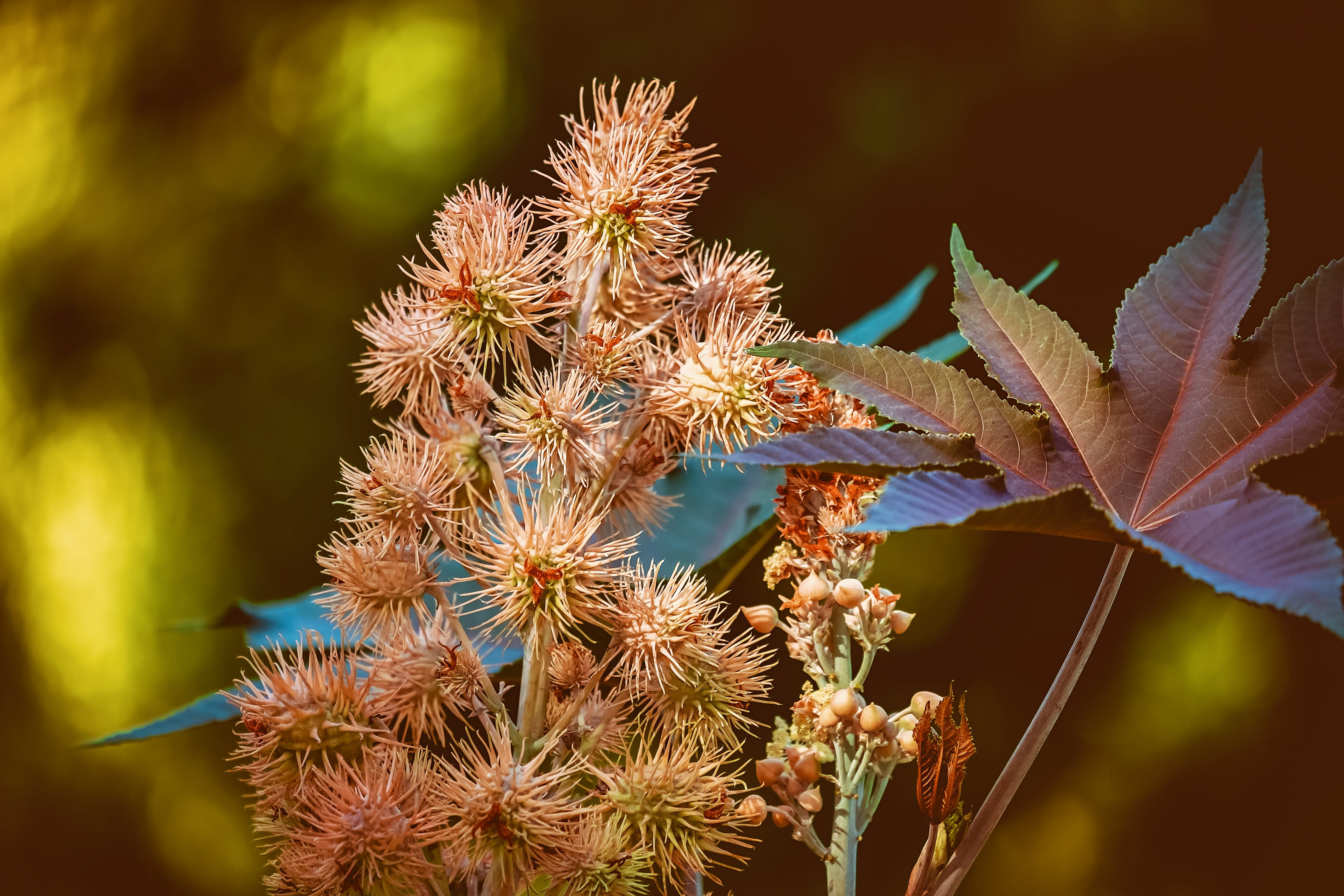freshness, flower head, plant, capsules, wonder tree, ricinus communis, flower, spurge family, leaf, fragility, toxic, close-up, euphorbiaceae, day, beauty in nature, HD Wallpaper