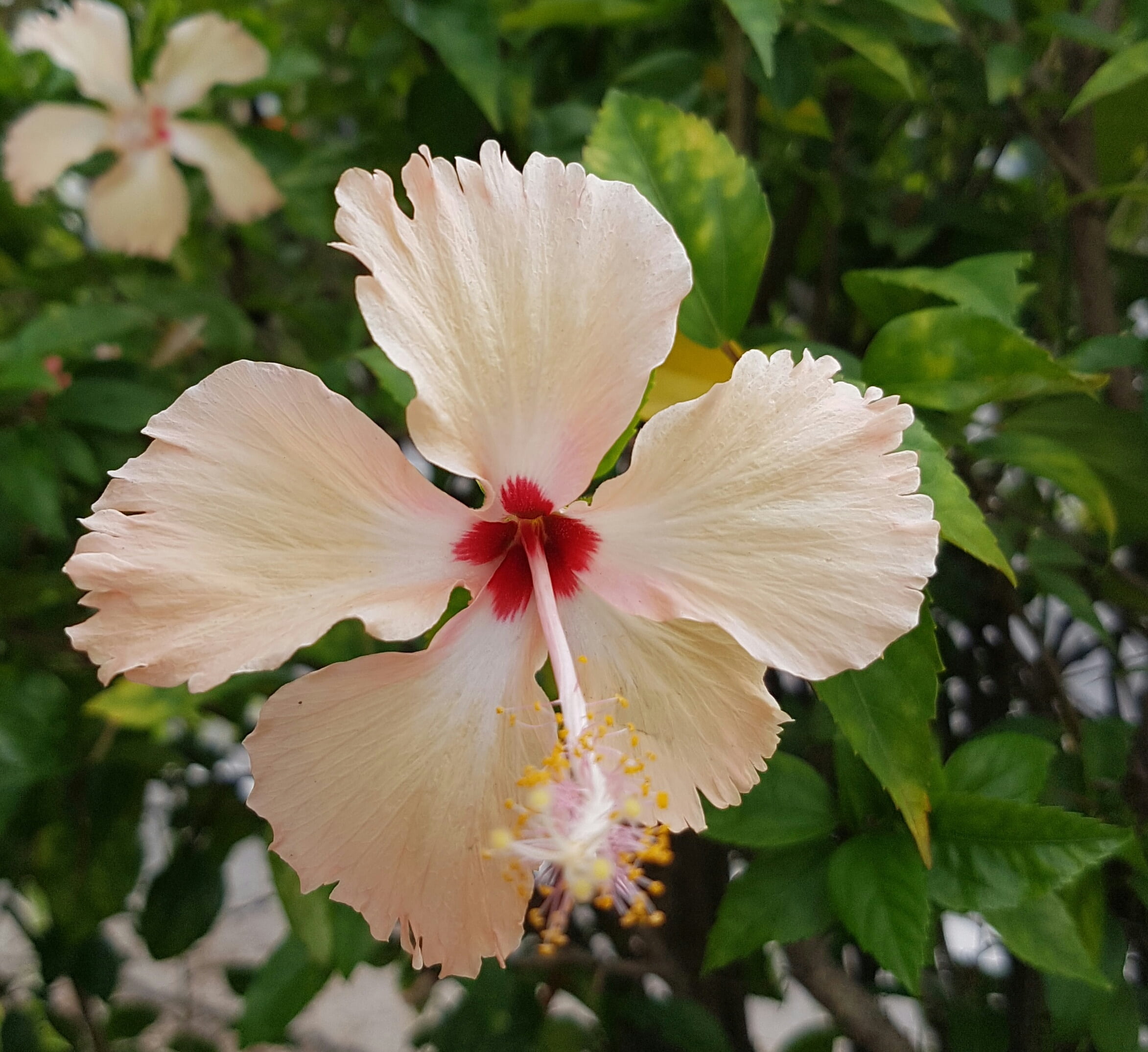 summer, flower head, exotic, pollen, outdoors, white color, flower, freshness, color, plant, growth, fragility, bloom, inflorescence, beauty in nature, HD Wallpaper