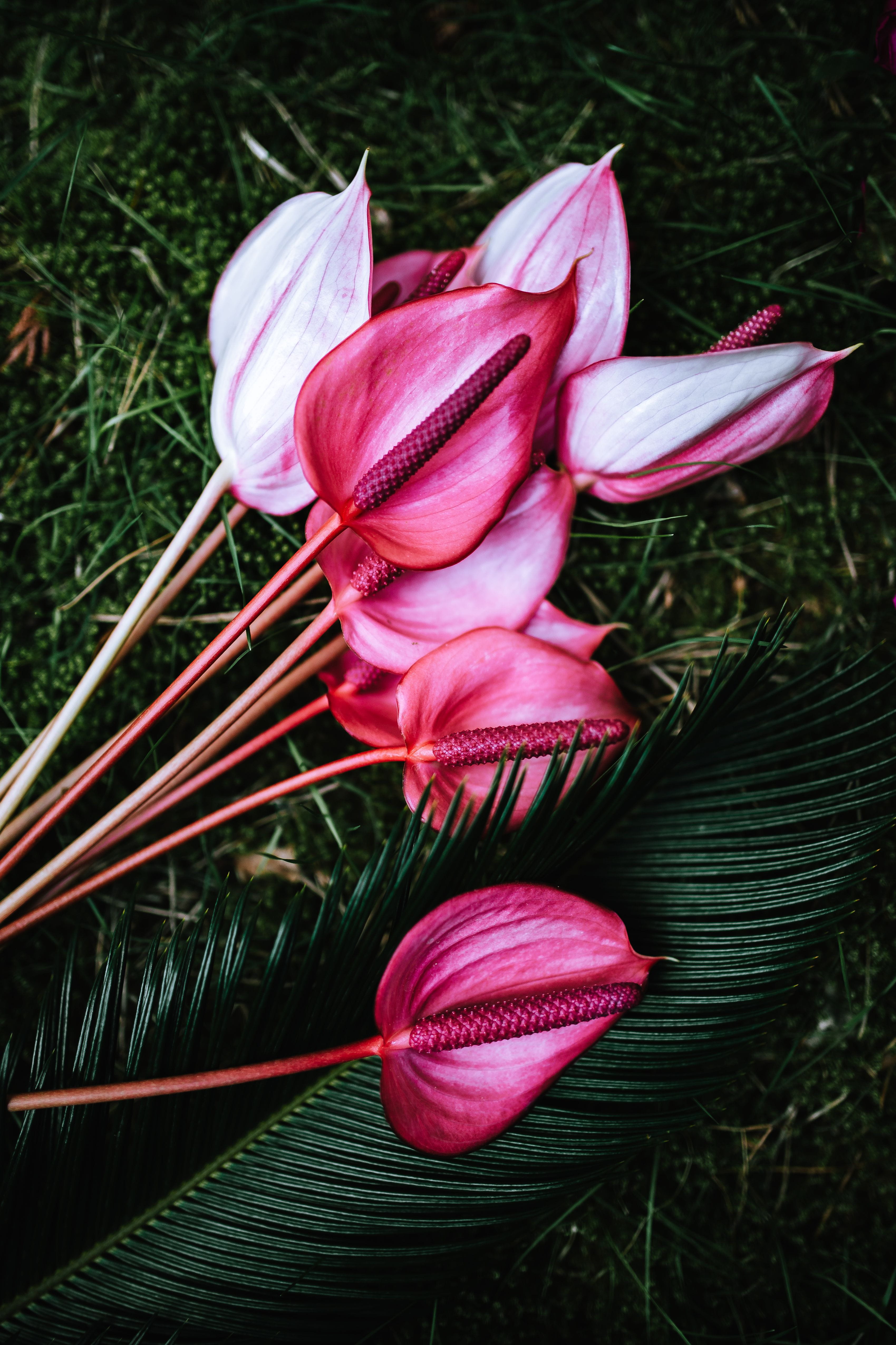flora, flower, nature, growth, close-up, freshness, leaf, fragility, outdoors, multicolor, petal, flowering plant, red, Greenery, springtime, tulip, flower head, Phone HD Wallpaper