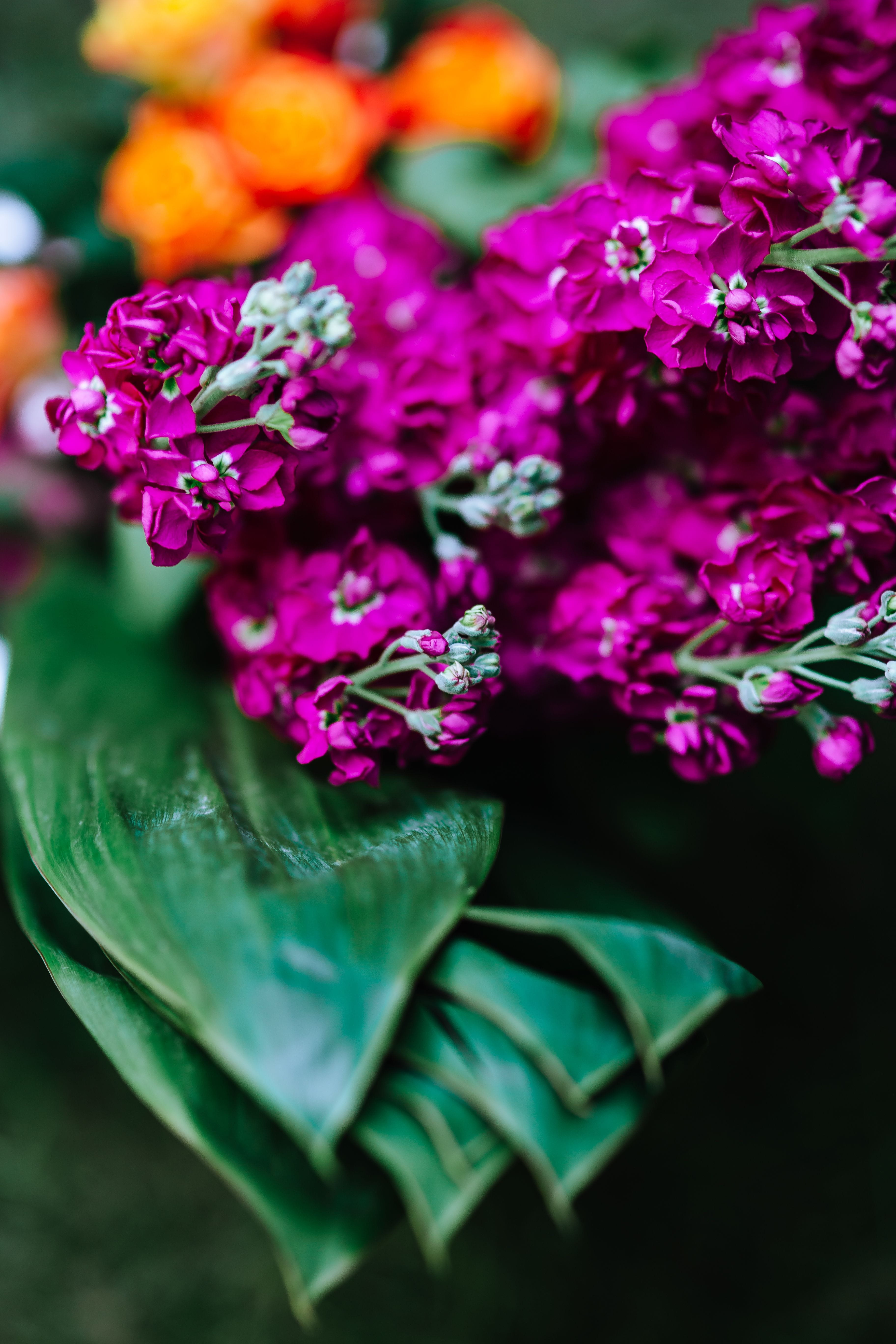 Greenery, blossom, no people, flowering plant, Flowers, leaf, day, focus on foreground, leaves, tropical, purple, lilac, inflorescence, fragility, plant, Phone HD Wallpaper