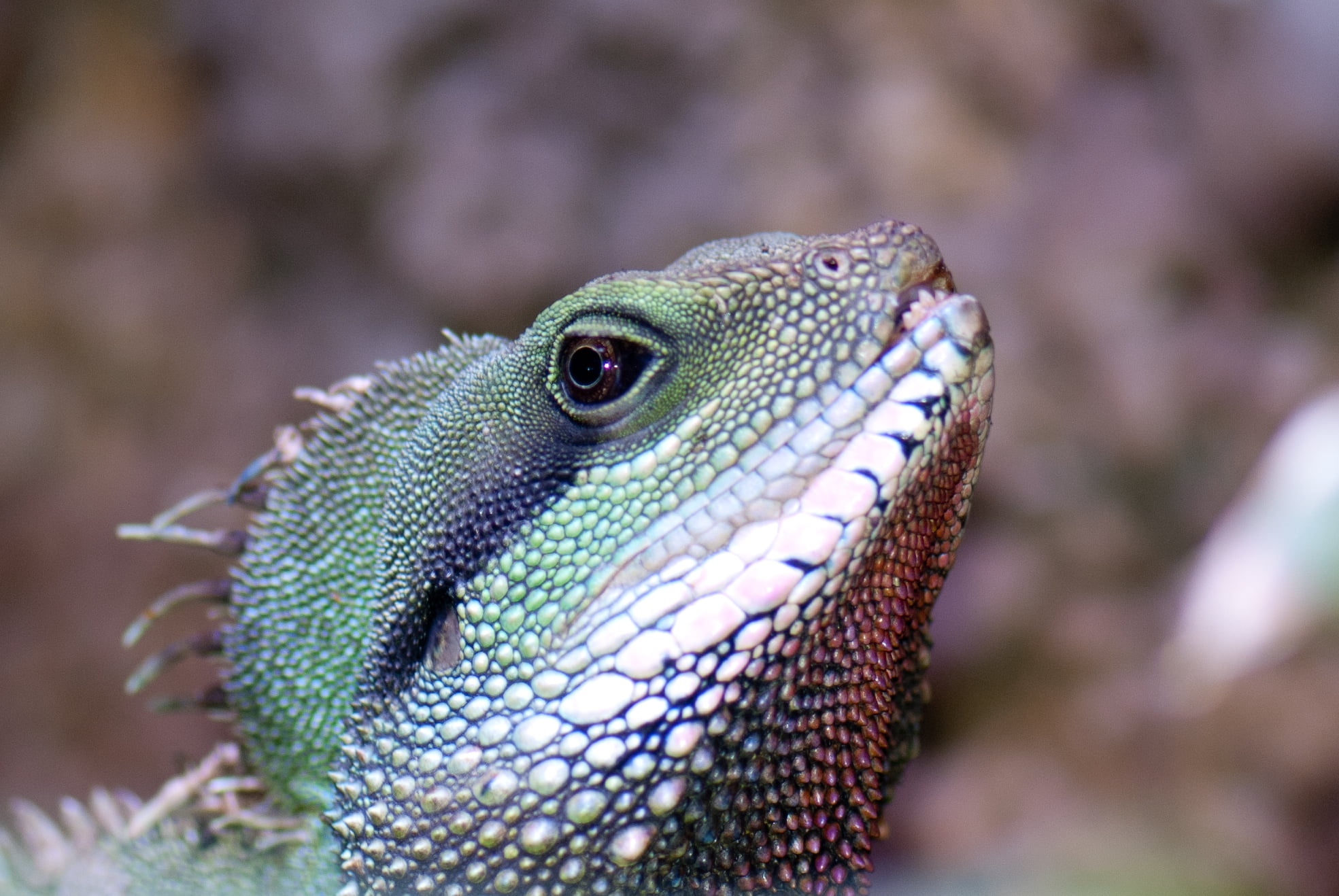 green, wildlife, animals In The Wild, nature, Lizard, dragon, Potsdam, 1080P, tropical Climate, animal, eyes, face, Germany, Berlin, Iguana, gray, Biosphere, HD Wallpaper