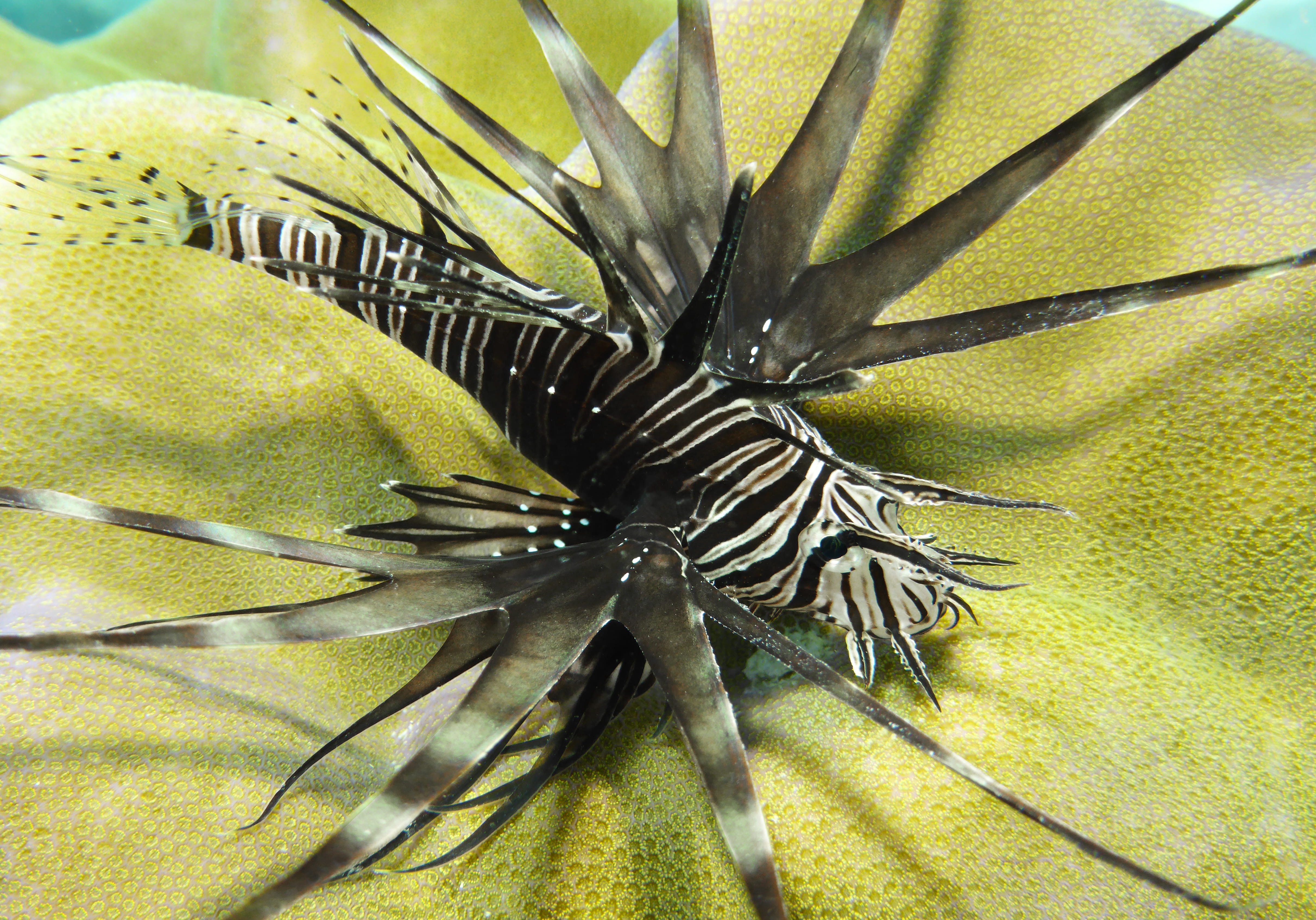 diving, nature, lionfish, day, animal themes, zanzibar, animal wildlife, natural pattern, lion fish, green color, invertebrate, beauty in nature, close-up, HD Wallpaper