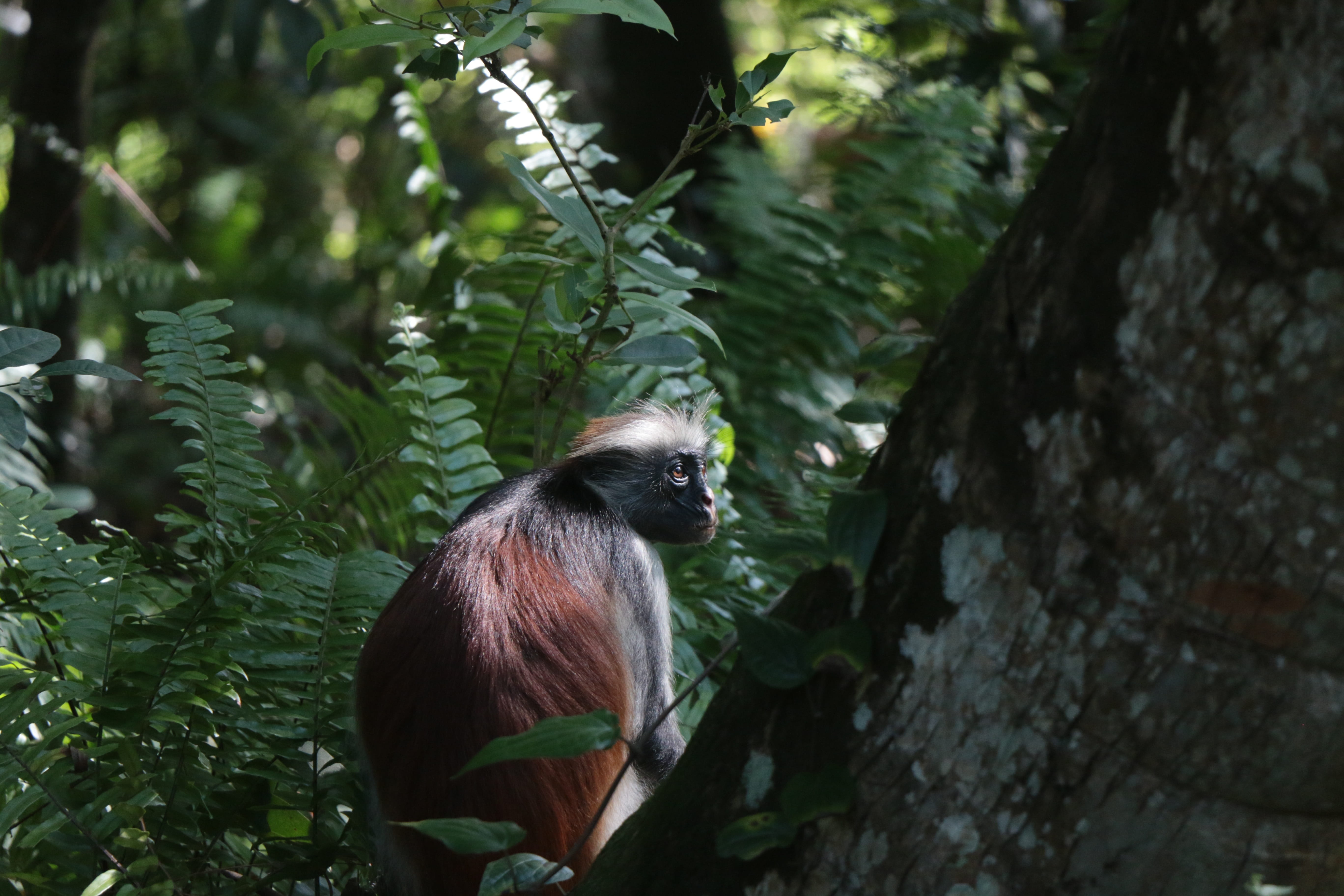 trees, plant part, monkey, focus on foreground, day, plant, zanzibar, outdoors, 5K, animal themes, africa, animal wildlife, animal, leaf, nature, tree, HD Wallpaper