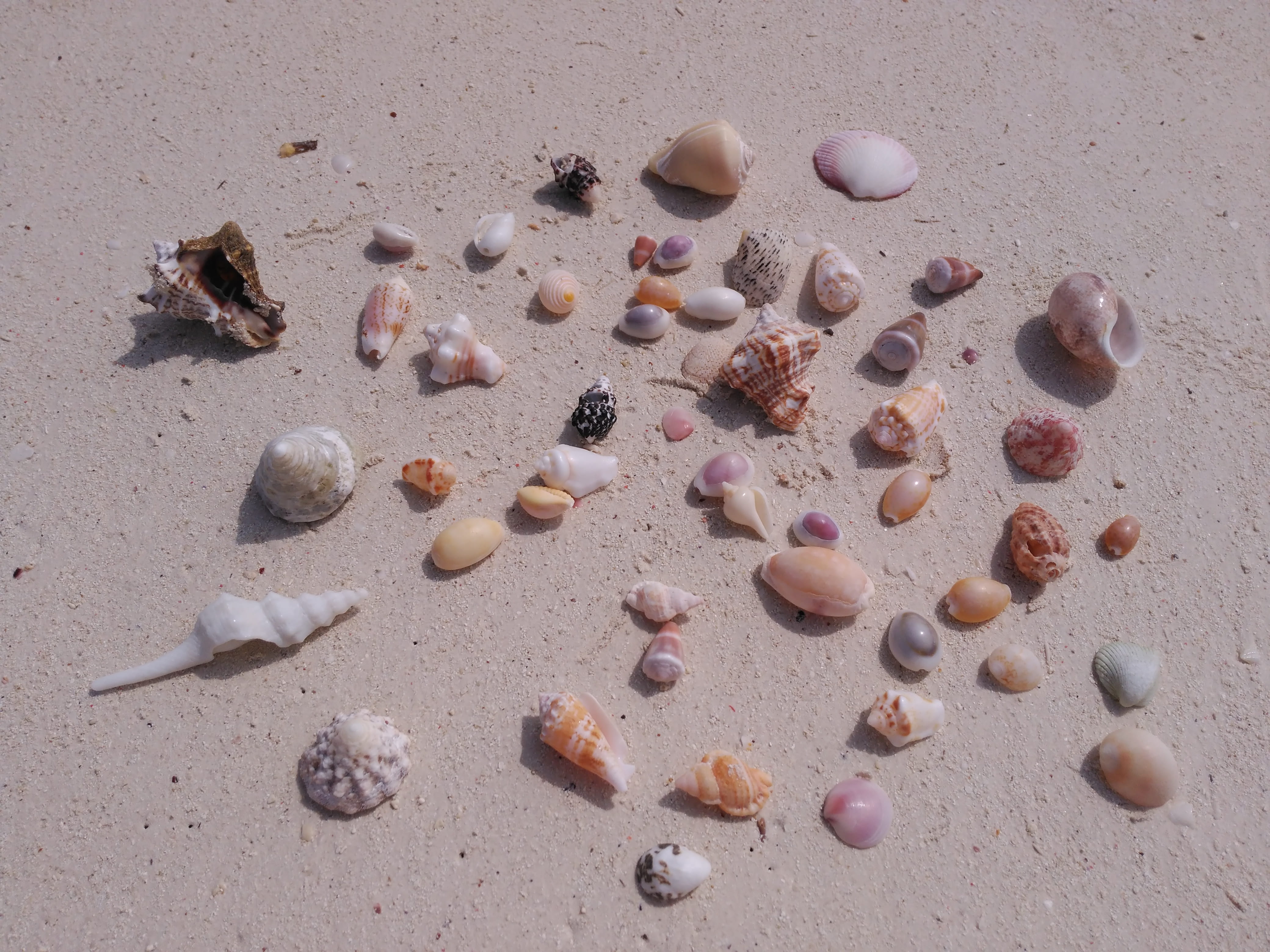 high angle view, beauty in nature, shell, day, stone, shells, nature, beach, sea, variation, large group of objects, stone - object, land, still life, animal wildlife, HD Wallpaper