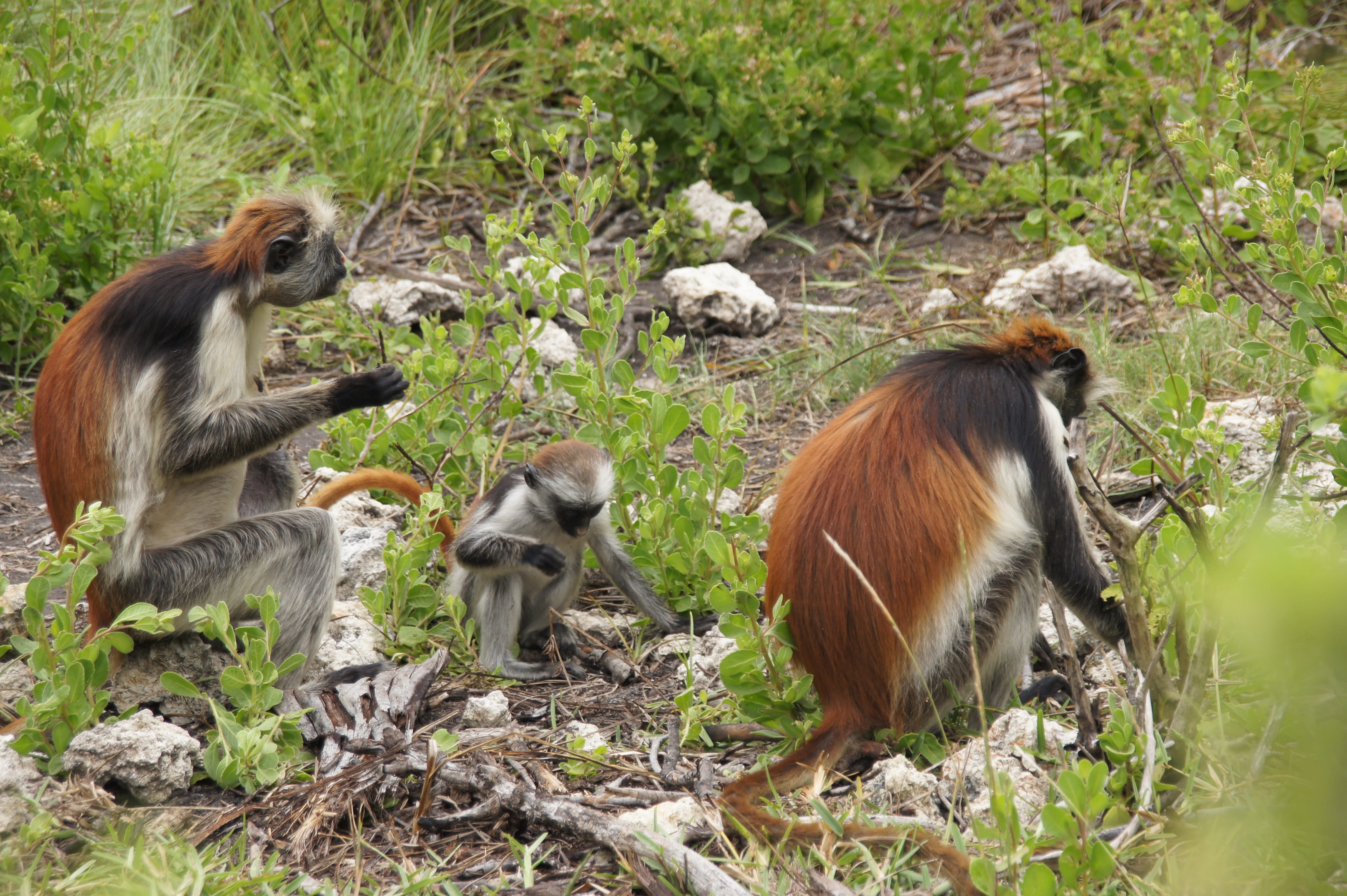 animal themes, field, grass, no people, mammal, primate, two animals, young animal, 4K, outdoors, animal family, zanzibar, monkey, africa, wild, plant, HD Wallpaper
