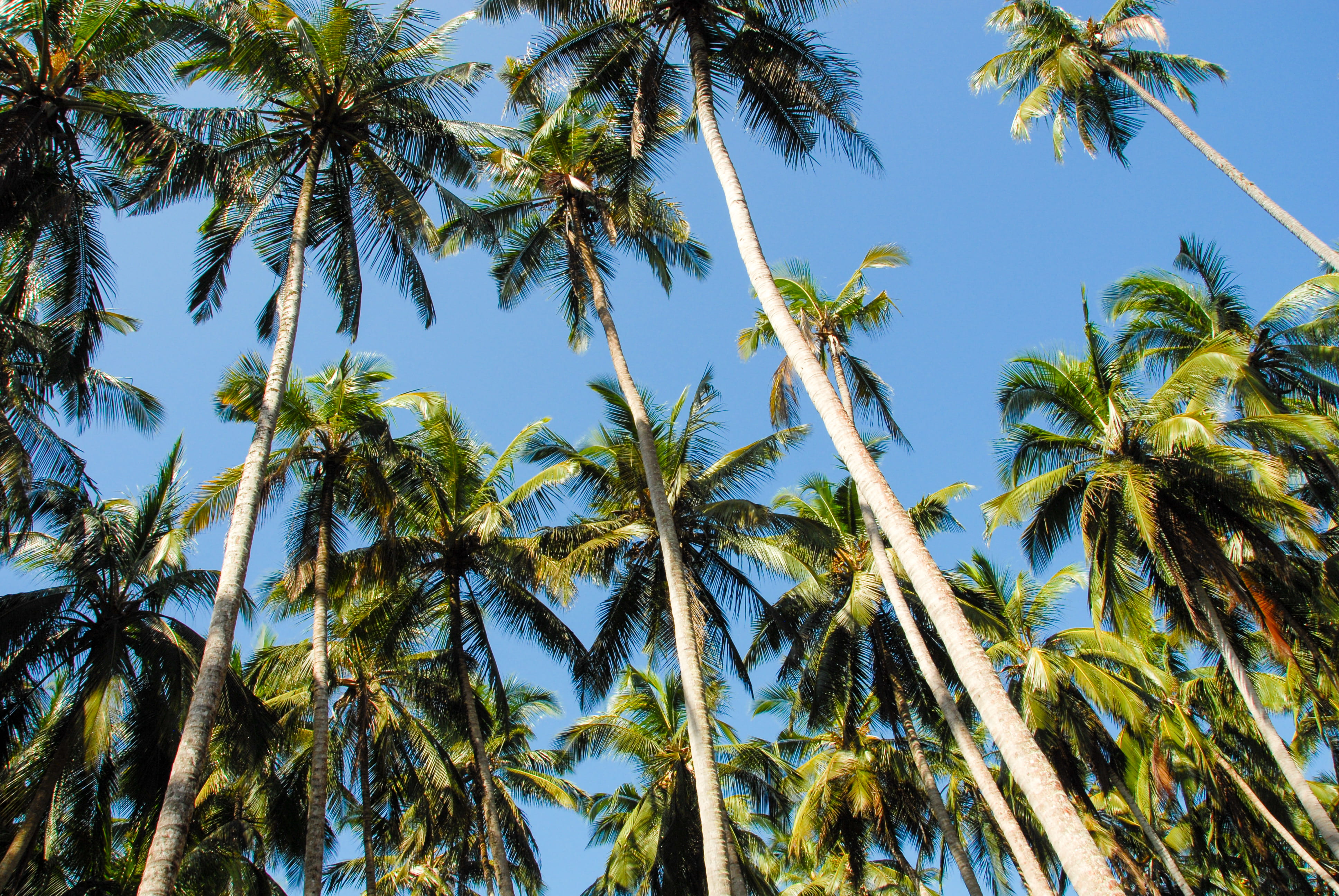 green color, no people, growth, coconut palm tree, palm tree, zanzibar city, trunk, plant, tree, sky, trees, scenics - nature, clear sky, low angle view, HD Wallpaper