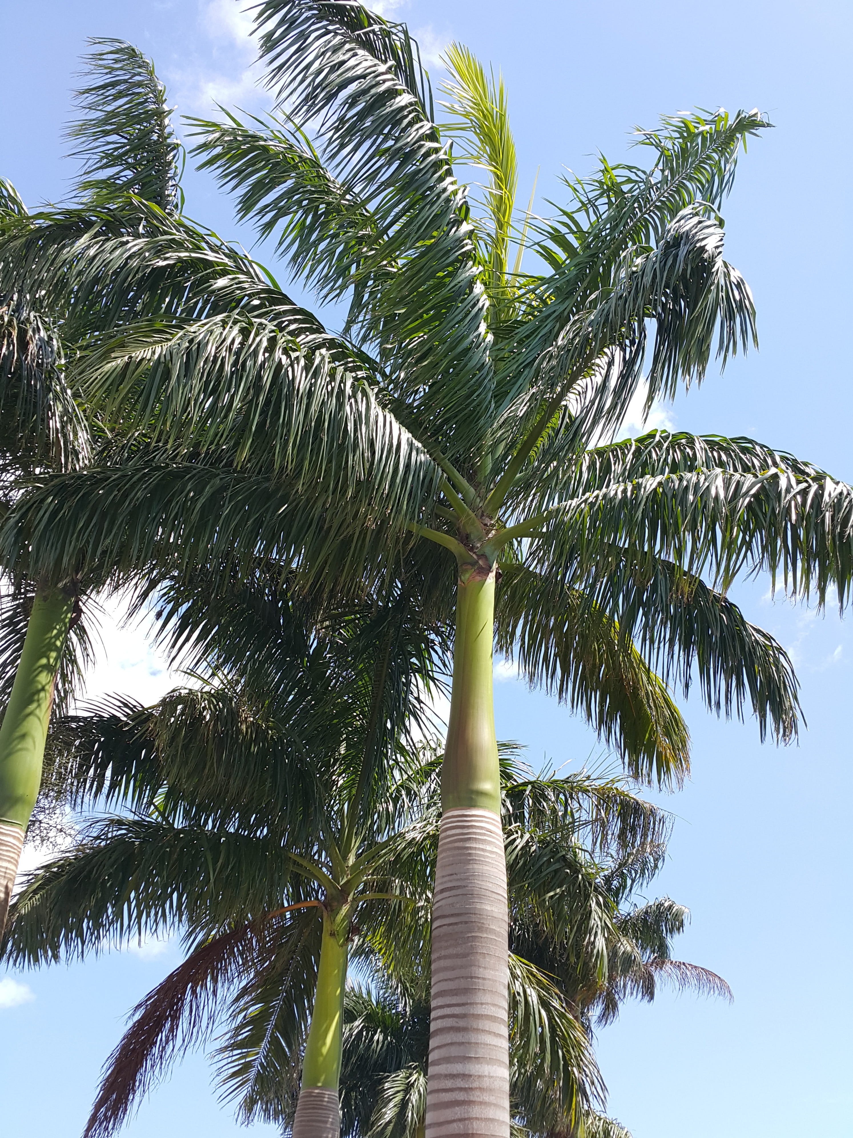 4K, plant, palm tree, zanzibar, tropical, coconut palm tree, nature, palm leaf, beauty in nature, tree trunk, day, leaf, tranquility, green color, tropical climate, Phone HD Wallpaper