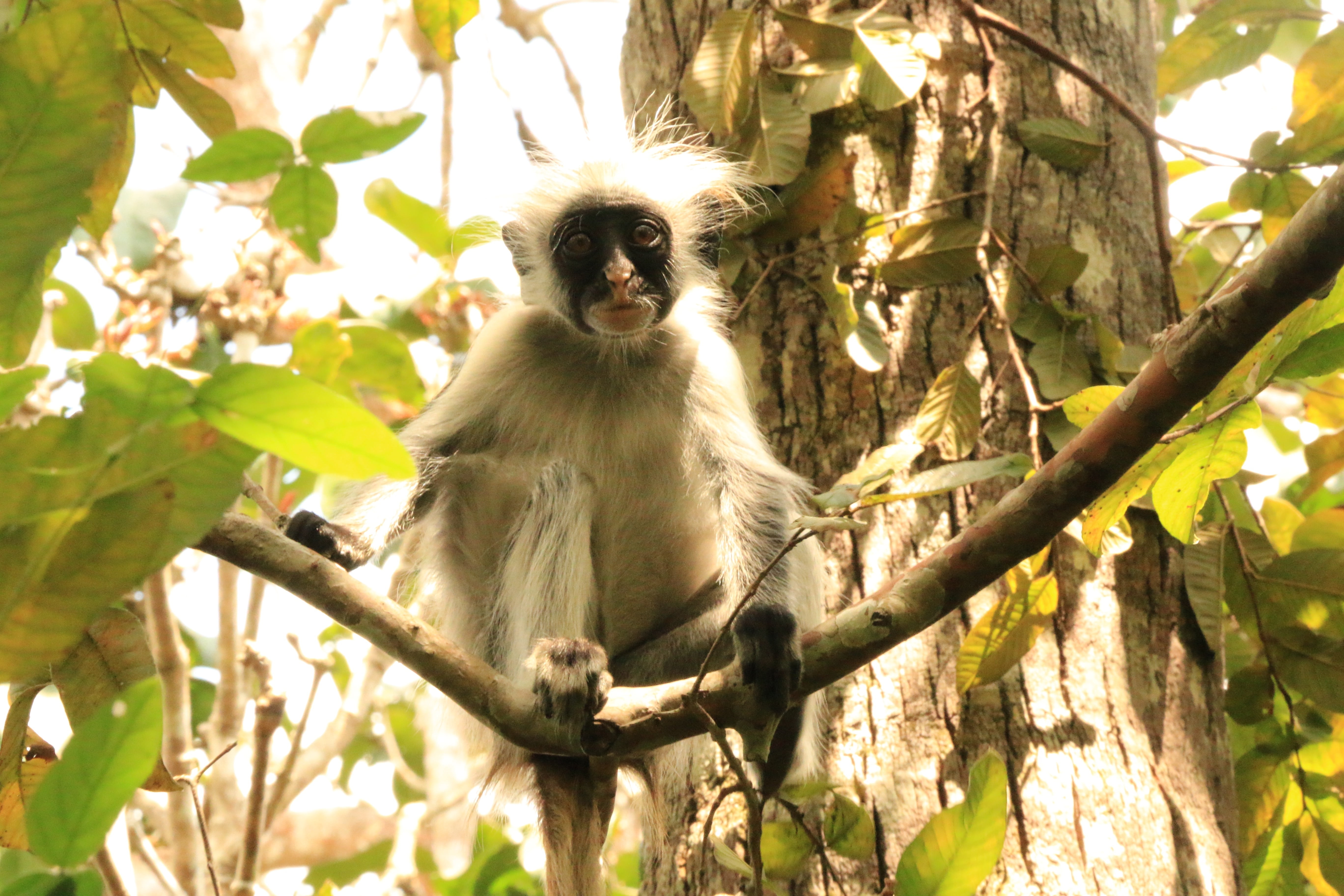 vertebrate, sunlight, animal wildlife, tree, 5K, plant, zanzibar, leaf, nature, animal themes, kirksredcolobus, outdoors, day, no people, animals in the wild, HD Wallpaper