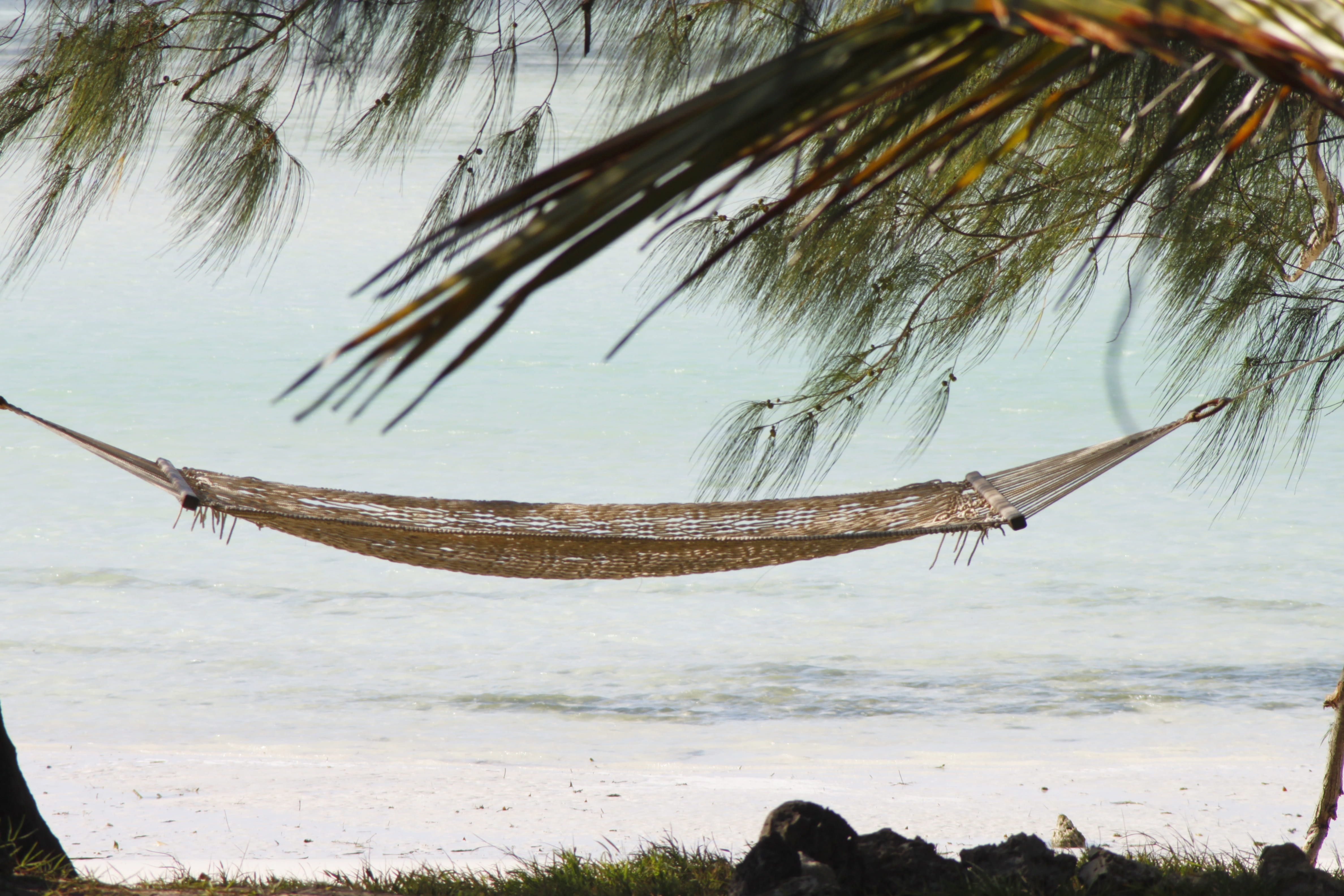 land, africa, animal themes, zanzibar, animals in the wild, holiday, sea, nature, sand beach, tanzania, exotic, one animal, coconut palm tree, vertebrate, HD Wallpaper