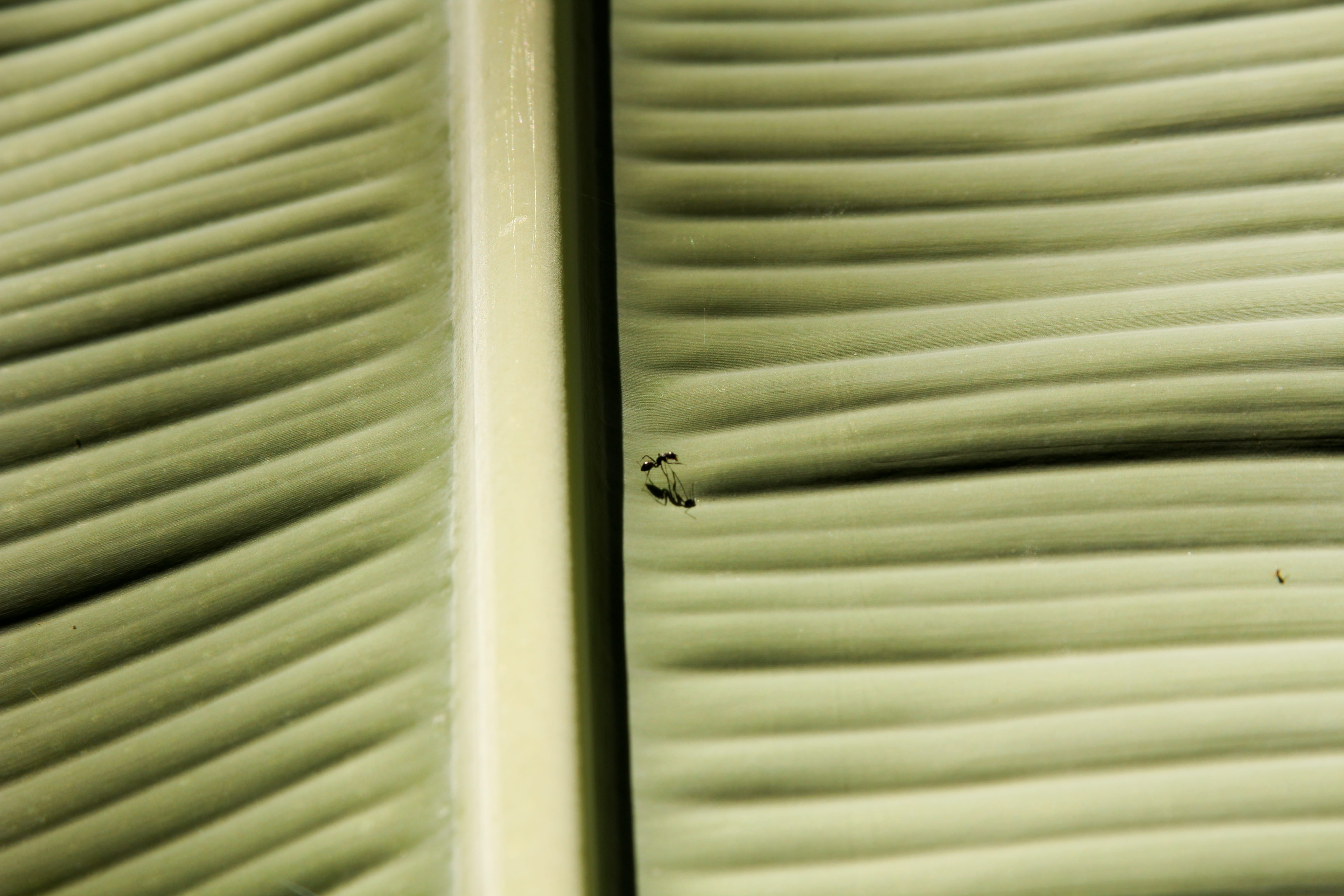 5K, detail, plant part, green, palm tree, day, beauty in nature, shadow, close-up, pattern, green color, leaf, banana, invertebrate, backgrounds, zanzibar town, HD Wallpaper