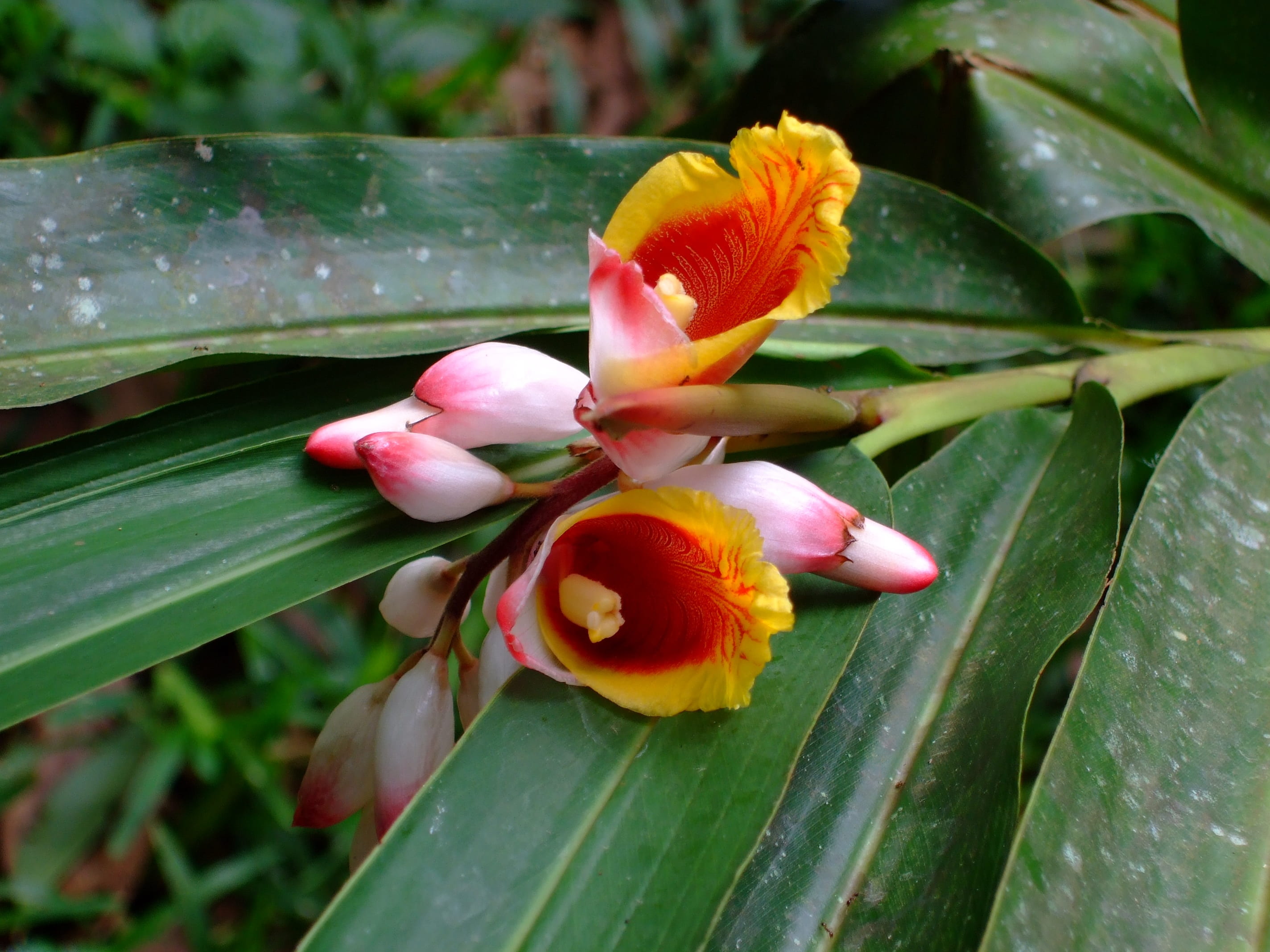 fragility, zanzibar, no people, leaf, focus on foreground, vulnerability, springtime, day, outdoors, flower head, beauty in nature, plant, orchid, nature, HD Wallpaper