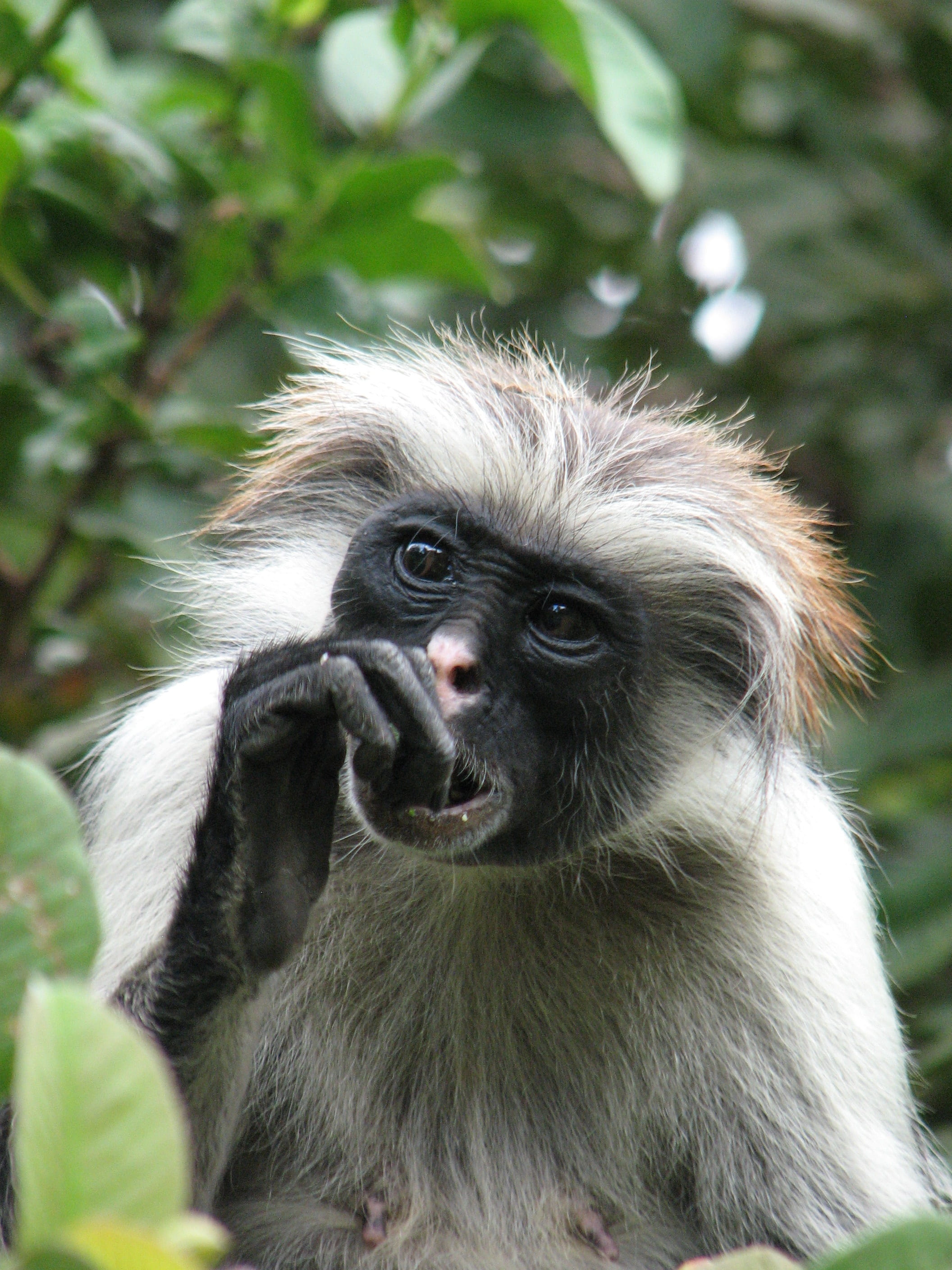 day, animals in the wild, vertebrate, africa, one animal, zanzibar, mammal, monkey, outdoors, 2K, looking at camera, portrait, focus on foreground, no people, Phone HD Wallpaper