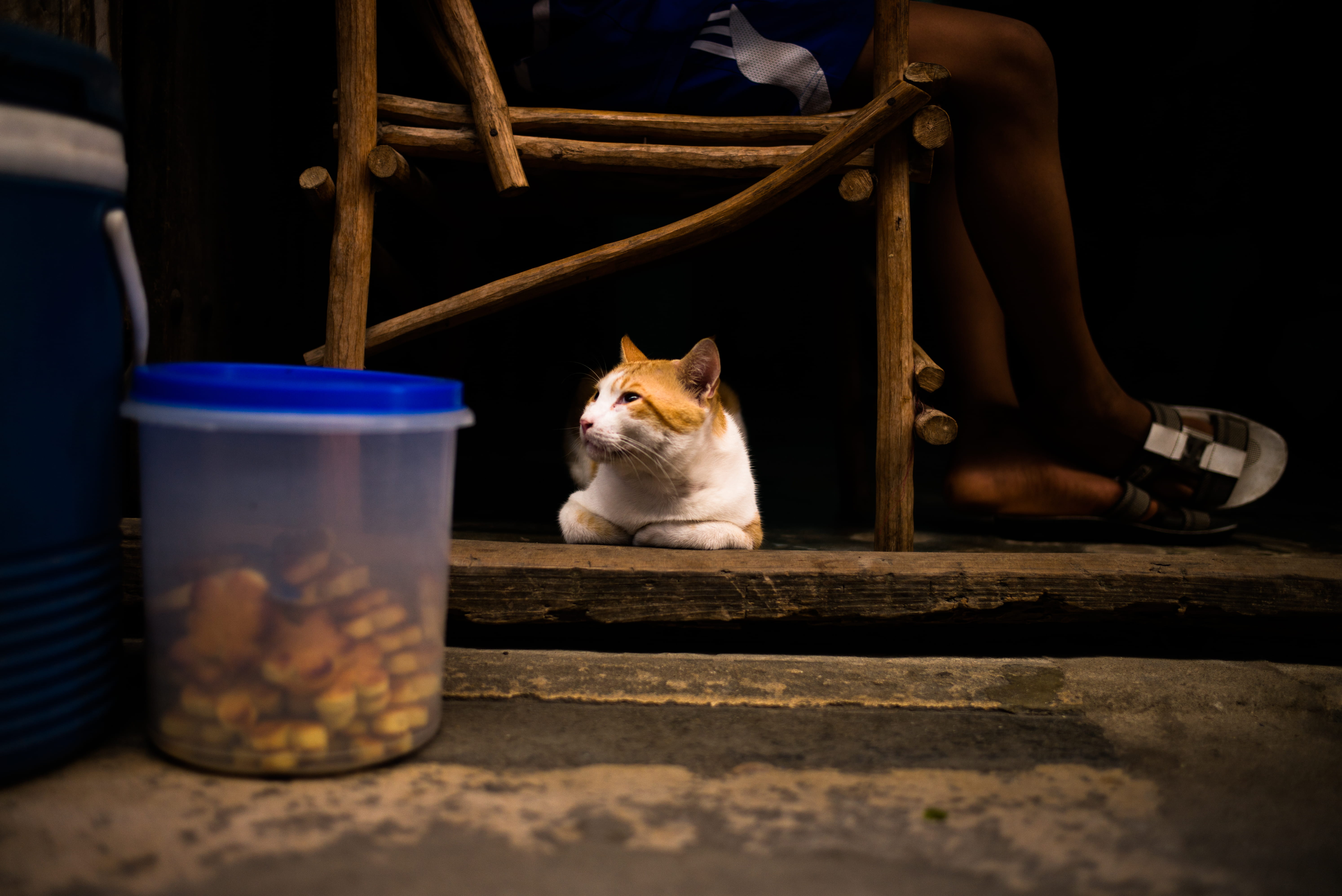look, cat, mammal, snack, table, domestic cat, sitting, people, resting, feline, low section, wooden, human limb, adult, domestic animals, orange, animal, HD Wallpaper