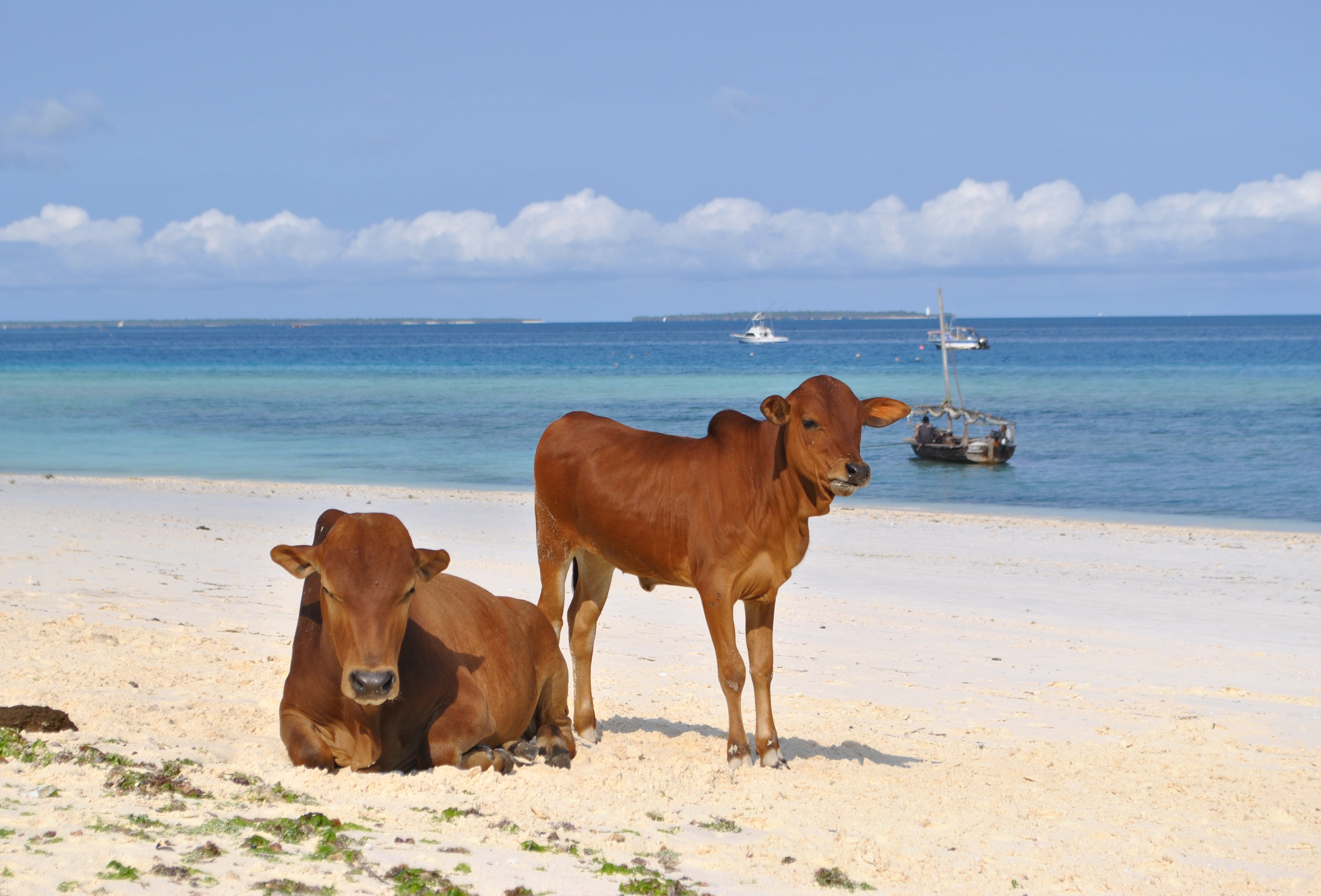 zanzibar, animal, nature, vertebrate, animal themes, sea, cow, water, africa, mammal, pets, outdoors, sand, domestic animals, cows, group of animals, horizon over water, HD Wallpaper