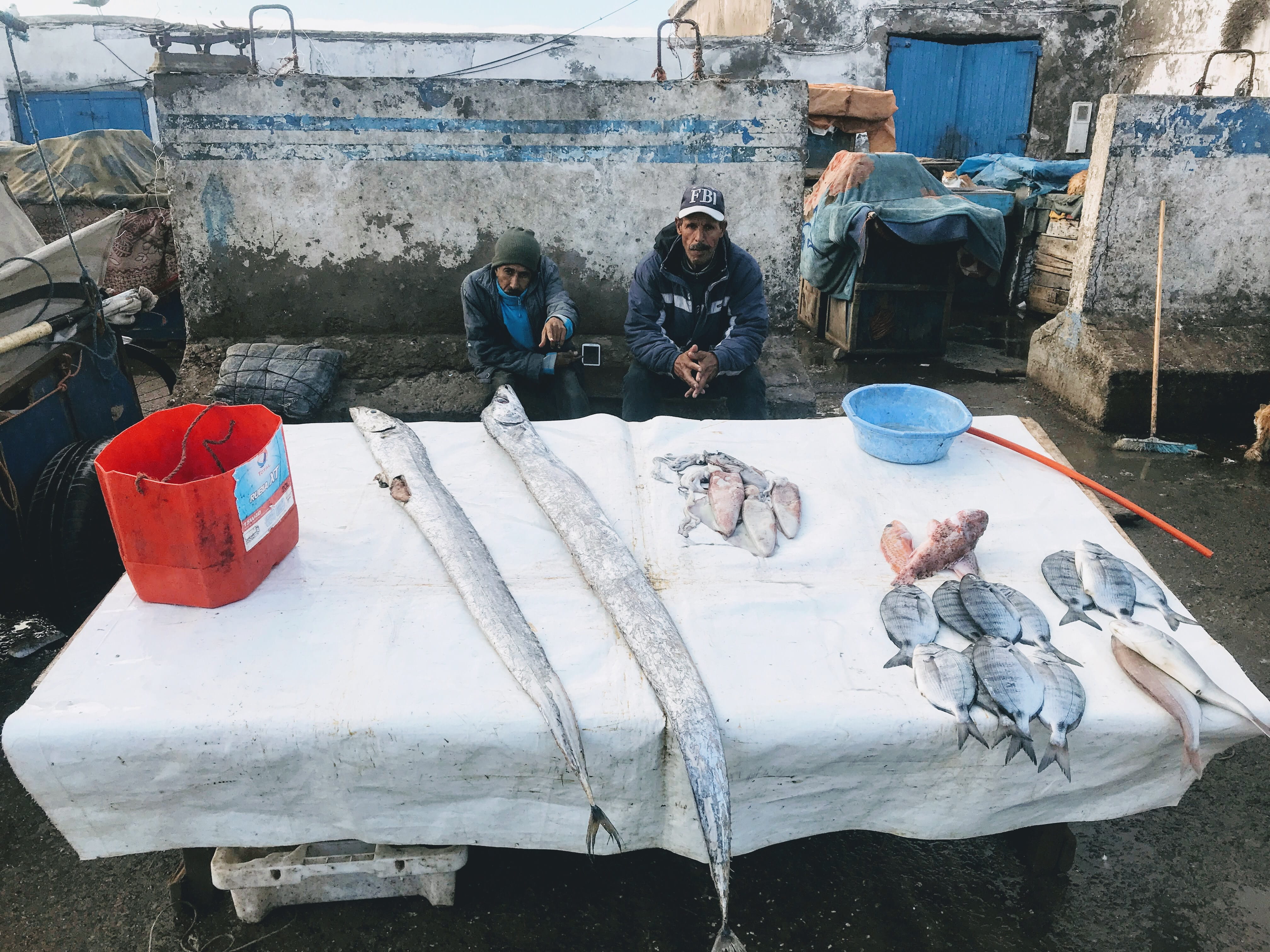 vertebrate, animal wildlife, fbi, working, morocco, fishing industry, cold temperature, fish, nature, group of people, outdoors, real people, animals in the wild, HD Wallpaper