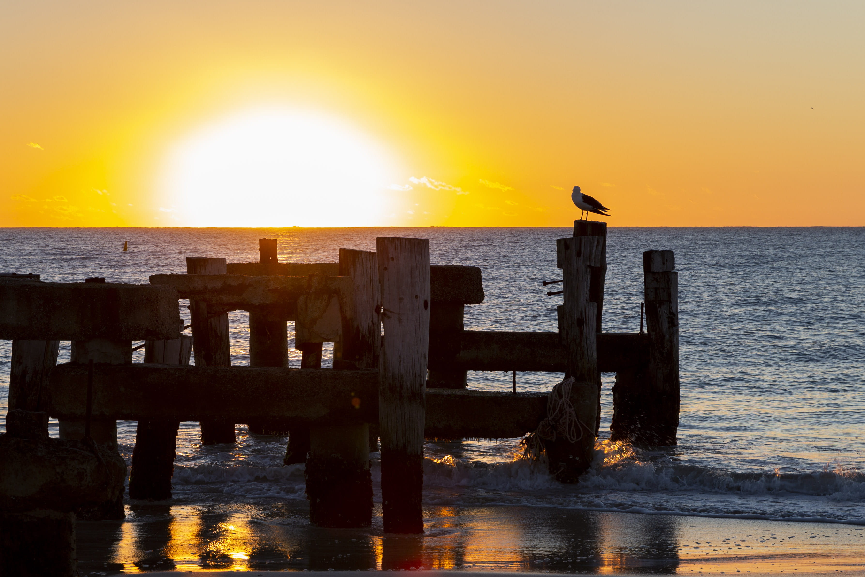 sun, jurien bay jetty, 2K, horizon over water, scenics - nature, animal wildlife, australia, seagull, sea, beauty in nature, vertebrate, orange color, HD Wallpaper