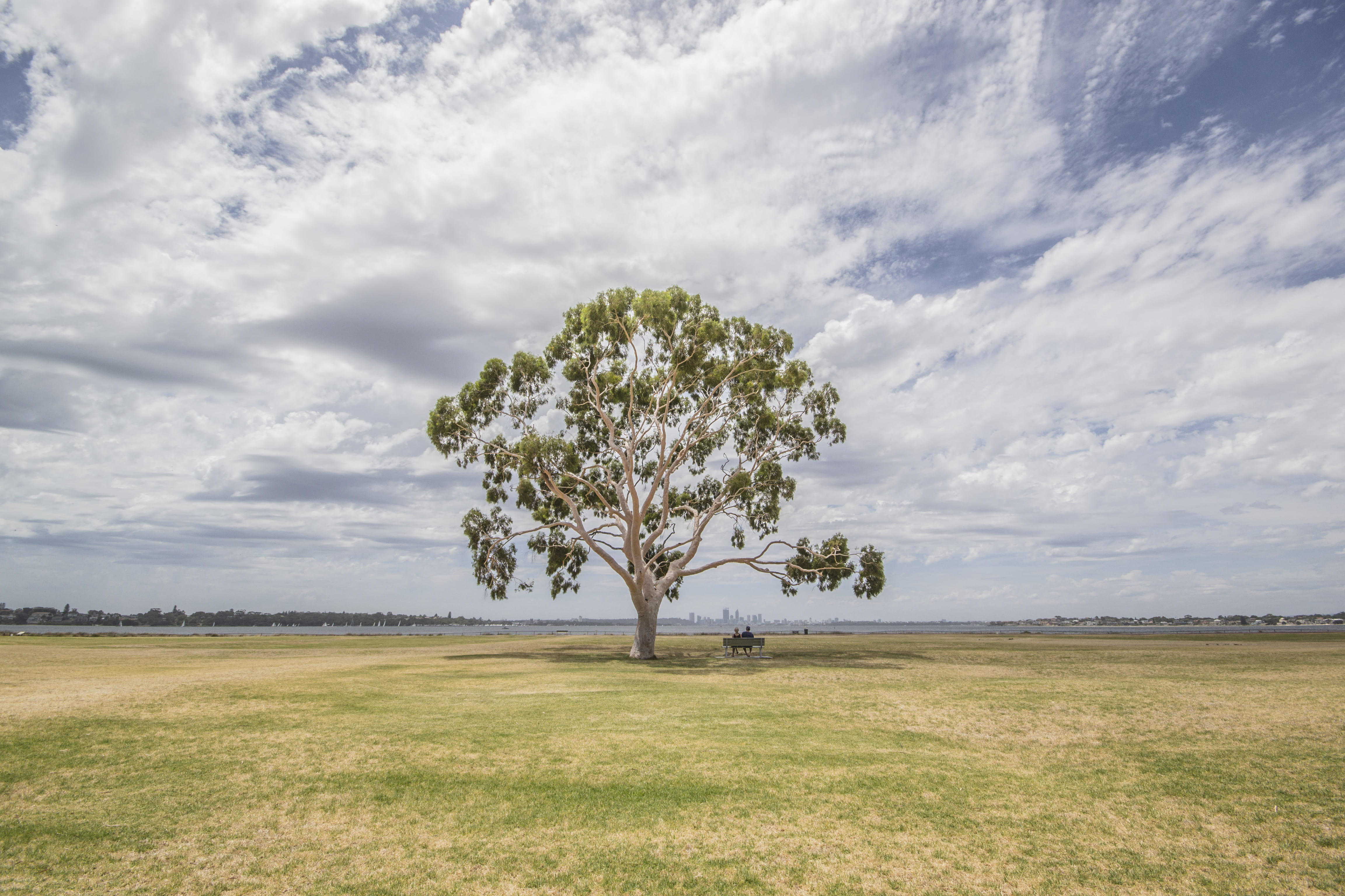 day, tranquil scene, plant, land, non-urban scene, environment, cloudysky, scenics - nature, summer, landscape, field, swanriver, growth, tree, isolated, HD Wallpaper