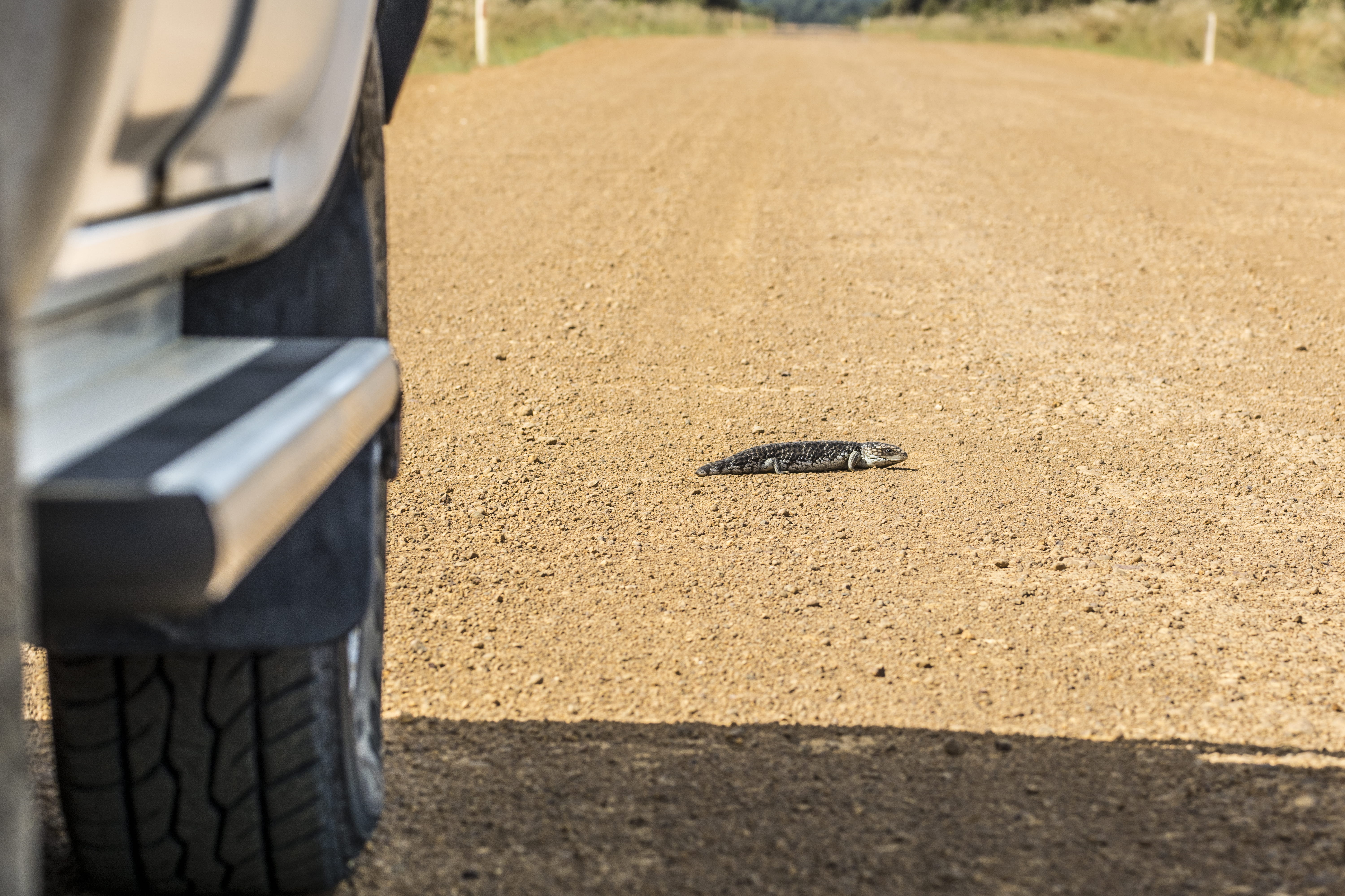 mode of transportation, road, motor vehicle, bluetonguelizard, absence, day, outdoors, 5K, land, land vehicle, roadkill, focus on foreground, reptile, HD Wallpaper
