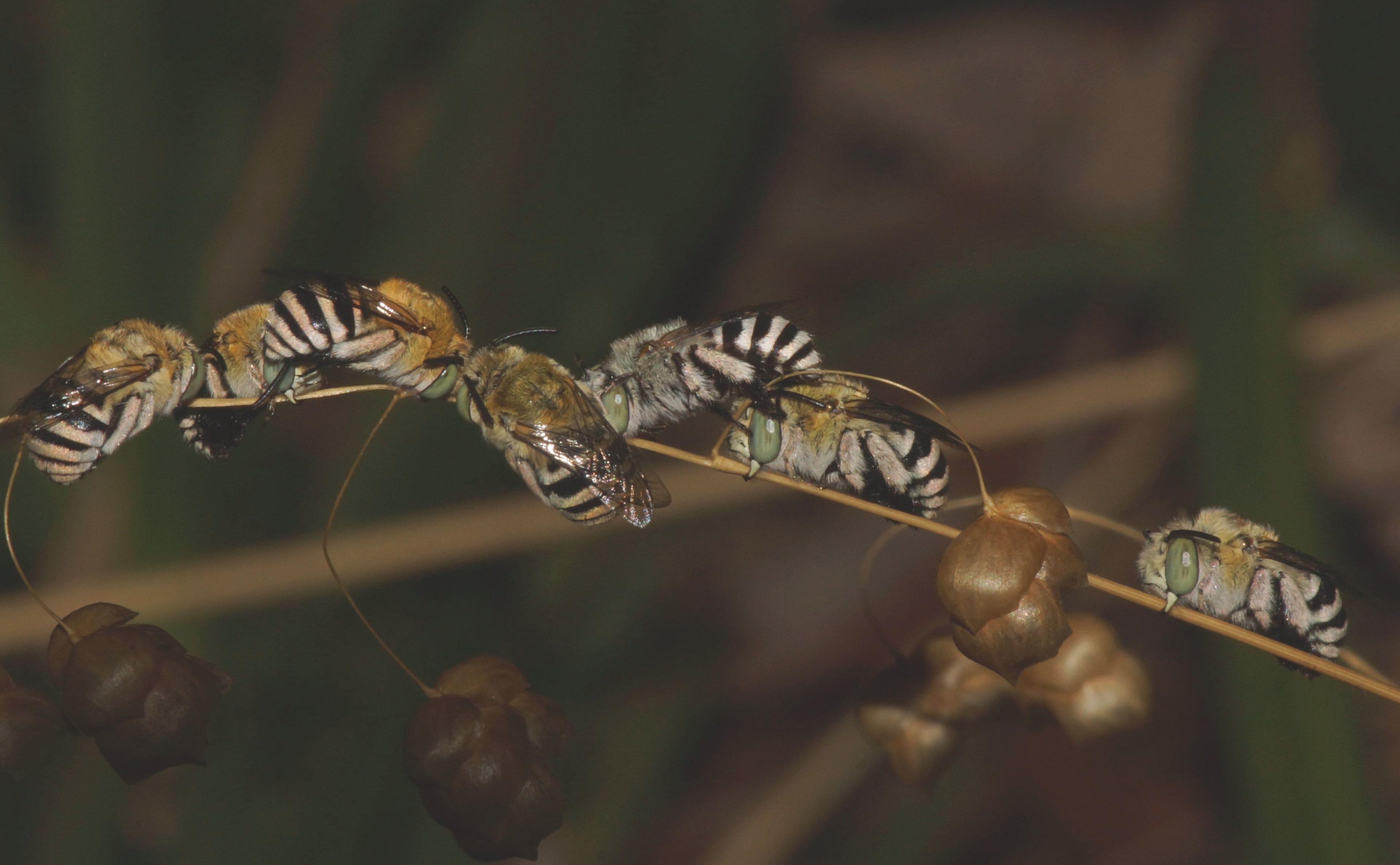 banded, selective focus, animal themes, sleeping, invertebrate, no people, outdoors, animal wildlife, day, perthurbanbushland, plant, Insects, amegilla, HD Wallpaper