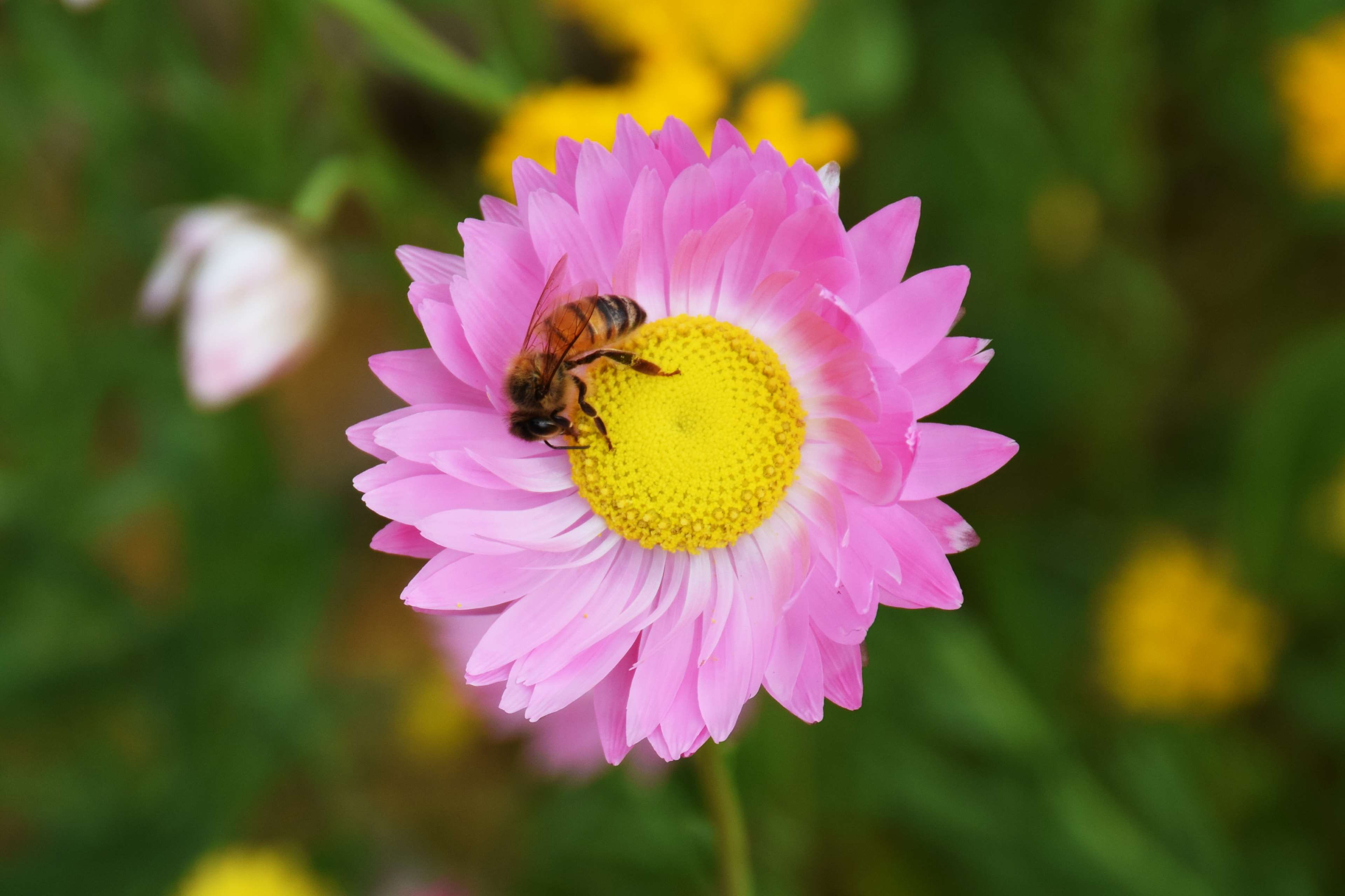 petal, freshness, close-up, perth, animal themes, pollen, pollination, kingspark, australia, inflorescence, plant, bee, animal, vulnerability, growth, animals in the wild, HD Wallpaper