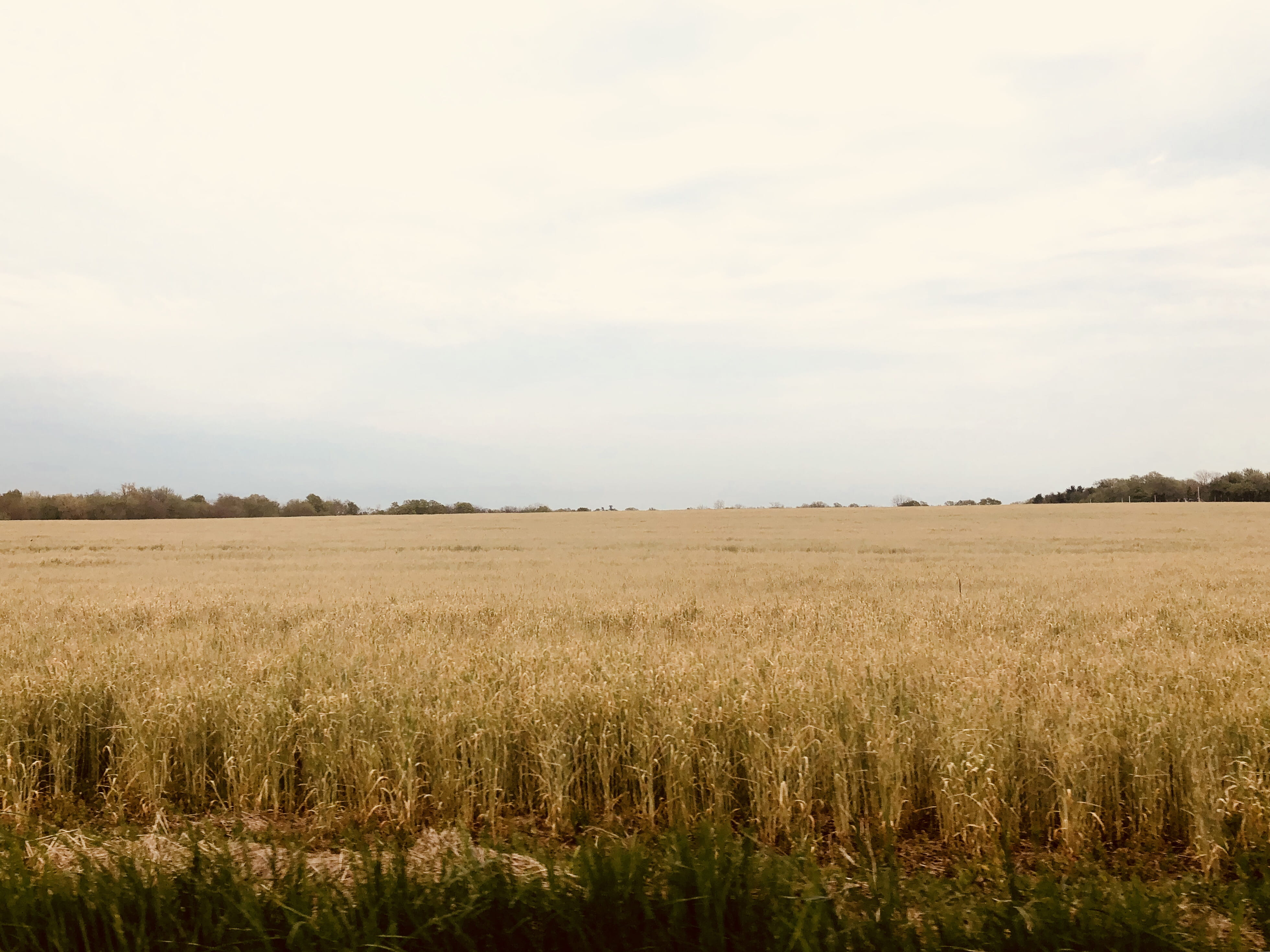 non-urban scene, landscape, summer, country, stalk, cloud - sky, farm, day, growth, agriculture, wheat, yellow, plant, outdoors, tranquil scene, HD Wallpaper