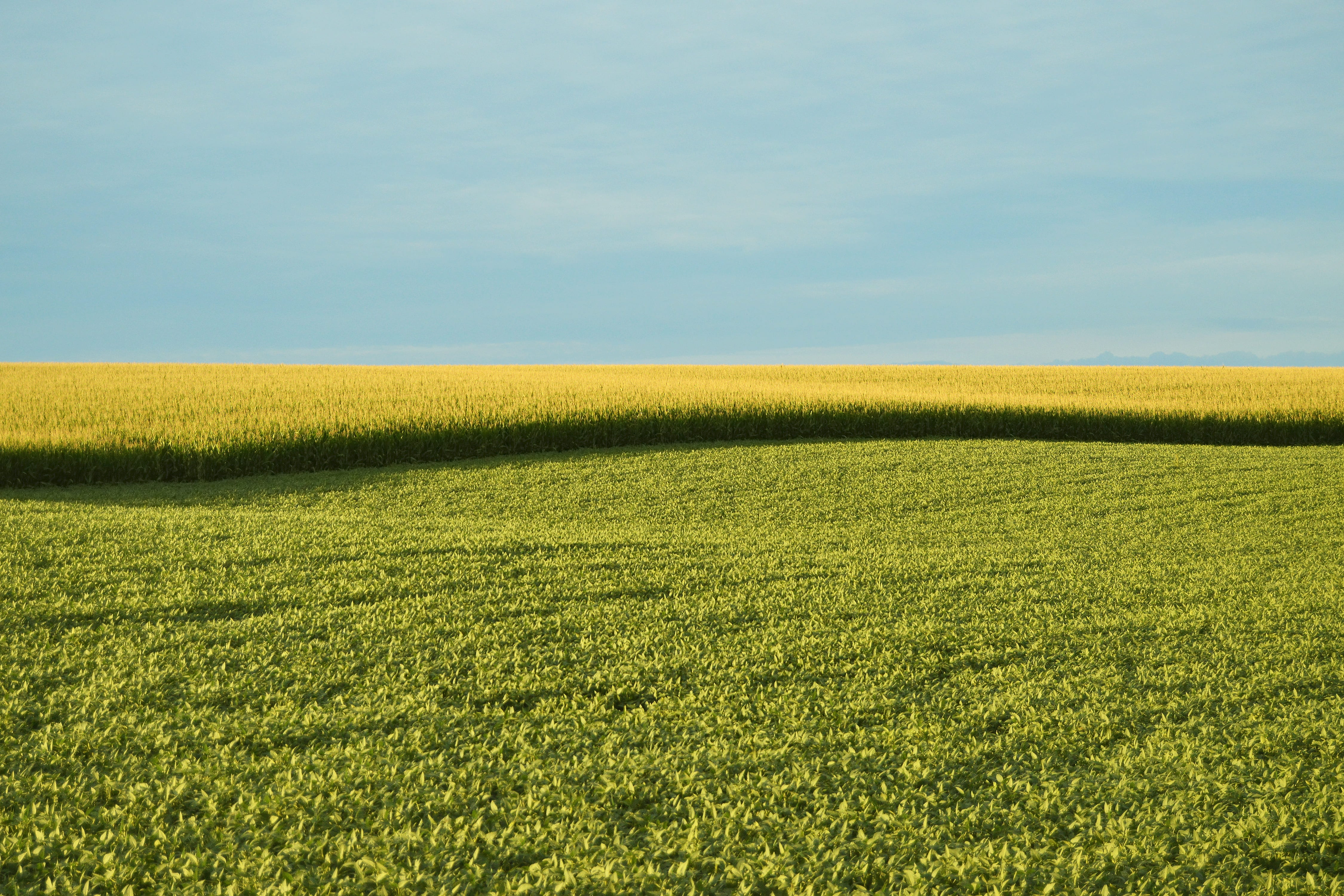 outdoors, farm, agricultural, natural, modified, grass, outdoor, yellow, organic, bio, season, country, harvest, scenic, day, landscape, green color, non-gmo, HD Wallpaper