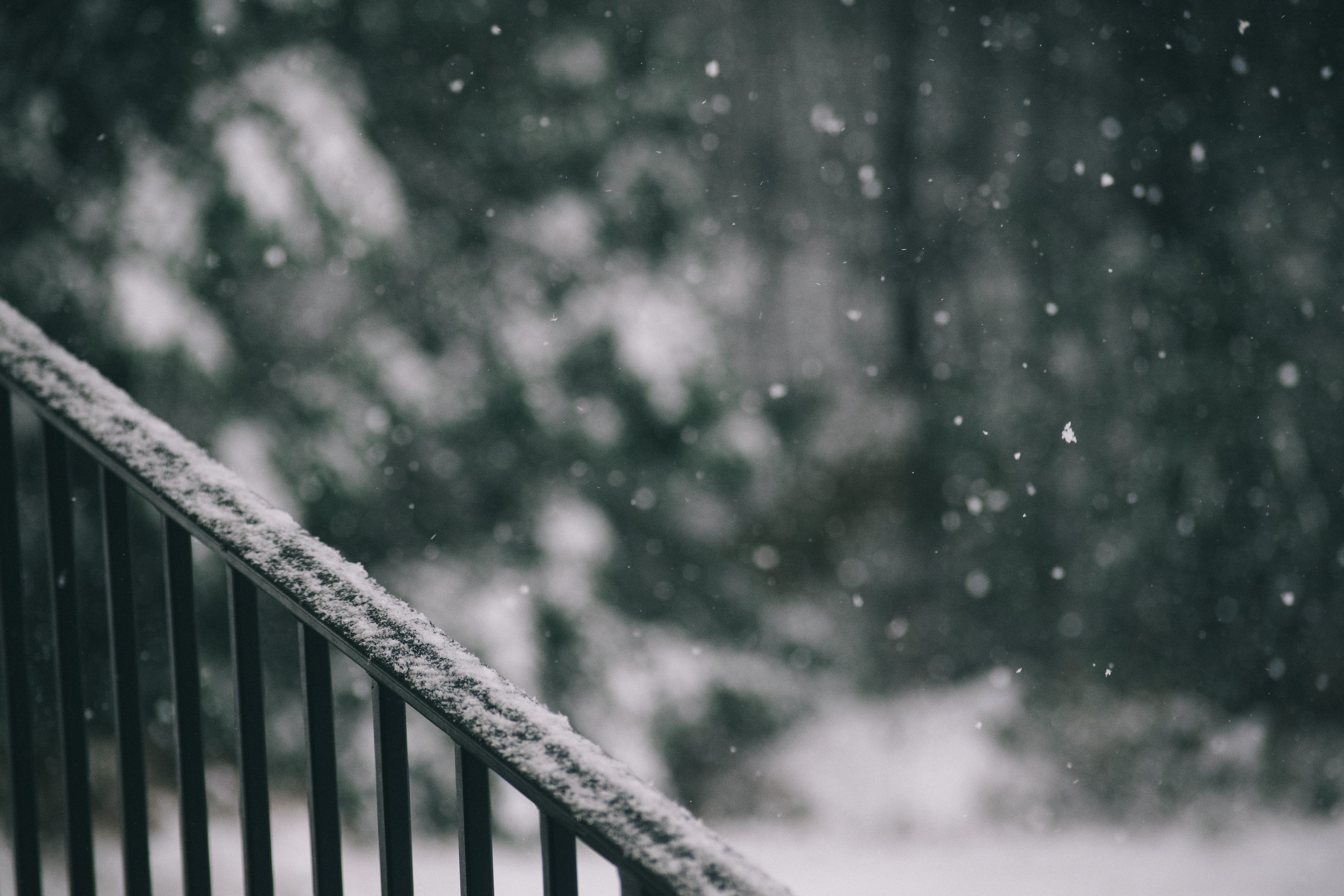 guard-rail, frozen, winter, tree, handrail, minimal winter, day, no people, plant, outdoors, photography, steel, focus, green, pine tree, outside, minimal, HD Wallpaper