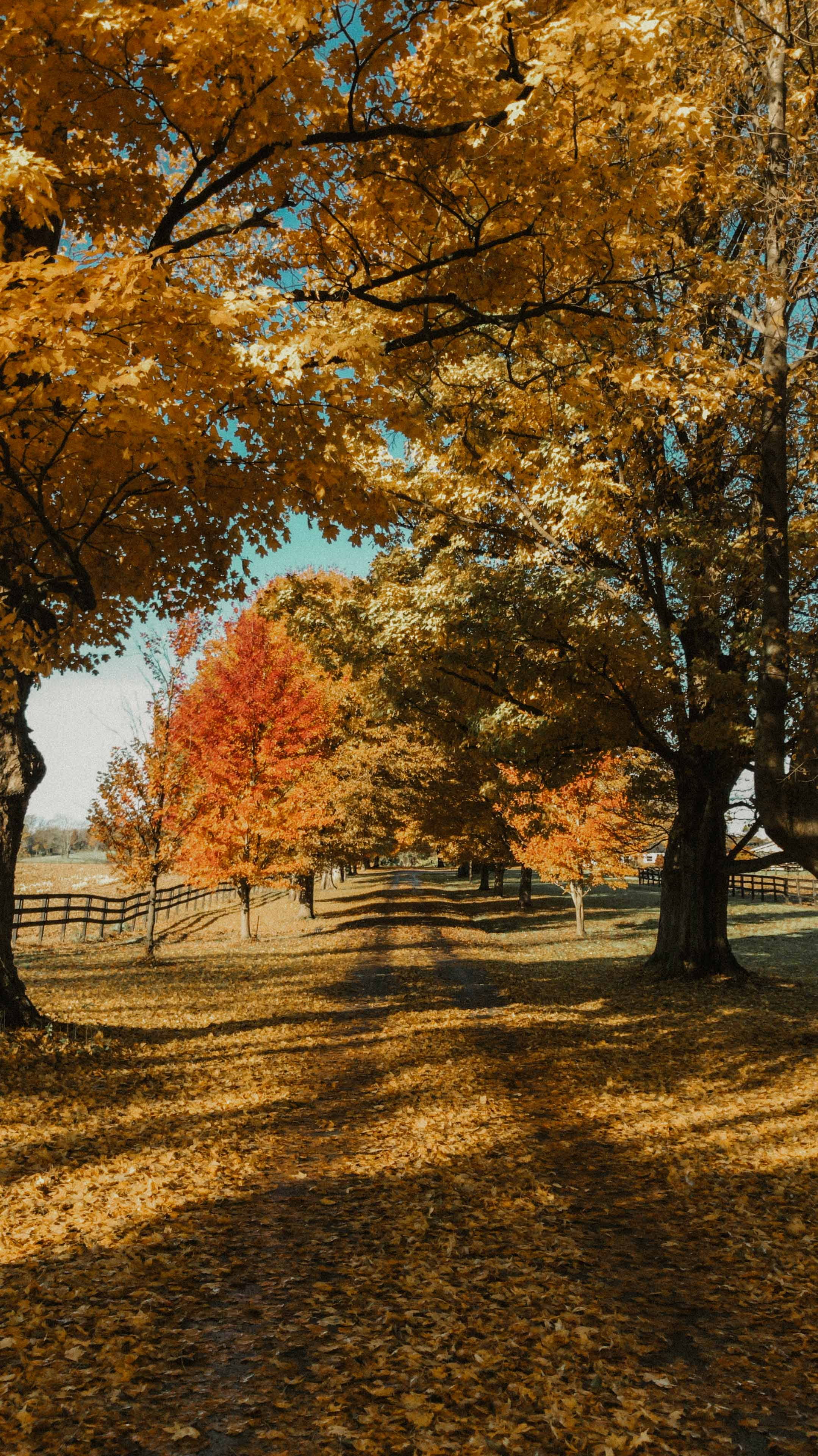 no people, tranquility, red, country living, beauty in nature, land, country, driveway, autumn collection, 4K, shadow, landscape, orange color, plant, Phone HD Wallpaper