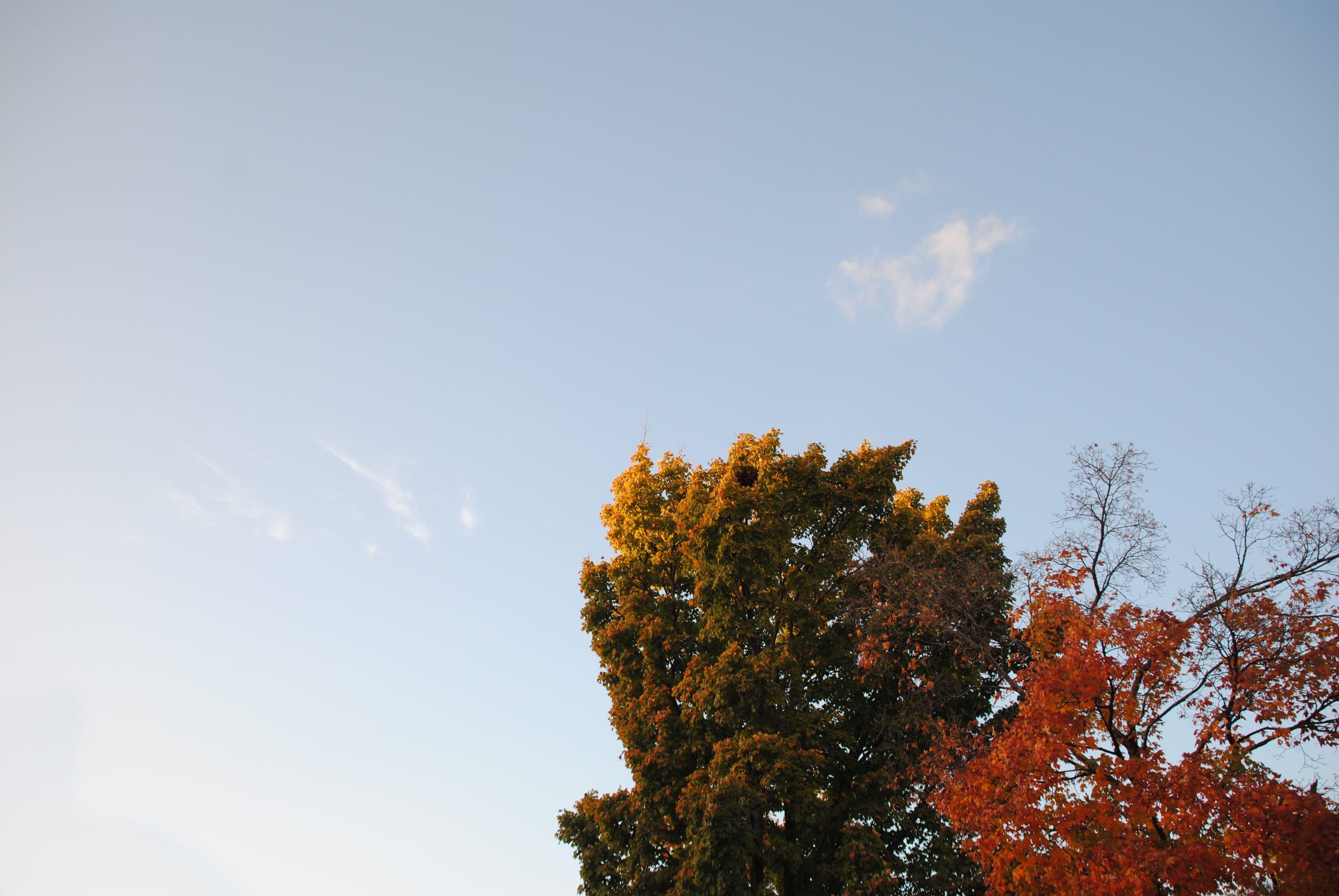 south, yellow, green, low angle view, tranquil scene, beauty in nature, sky, sunlight, autumn, northwest arkansas, no people, maple, growth, outdoors, plant, HD Wallpaper