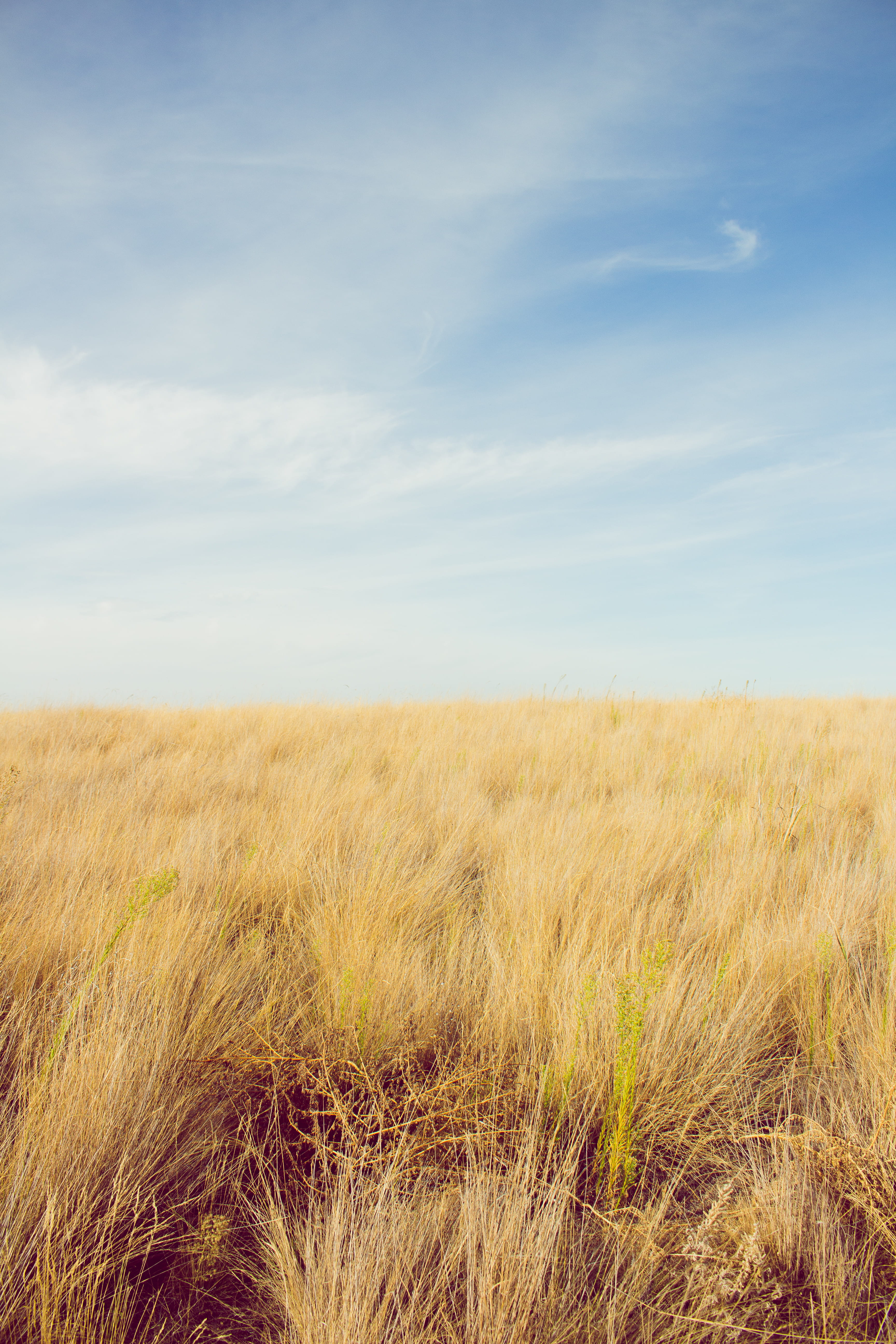 growth, yellow, timothy grass, produce, plant, tranquil scene, horizon, walla walla, rural scene, field, grass, sky, gold, midwest, tranquility, no people, Phone HD Wallpaper