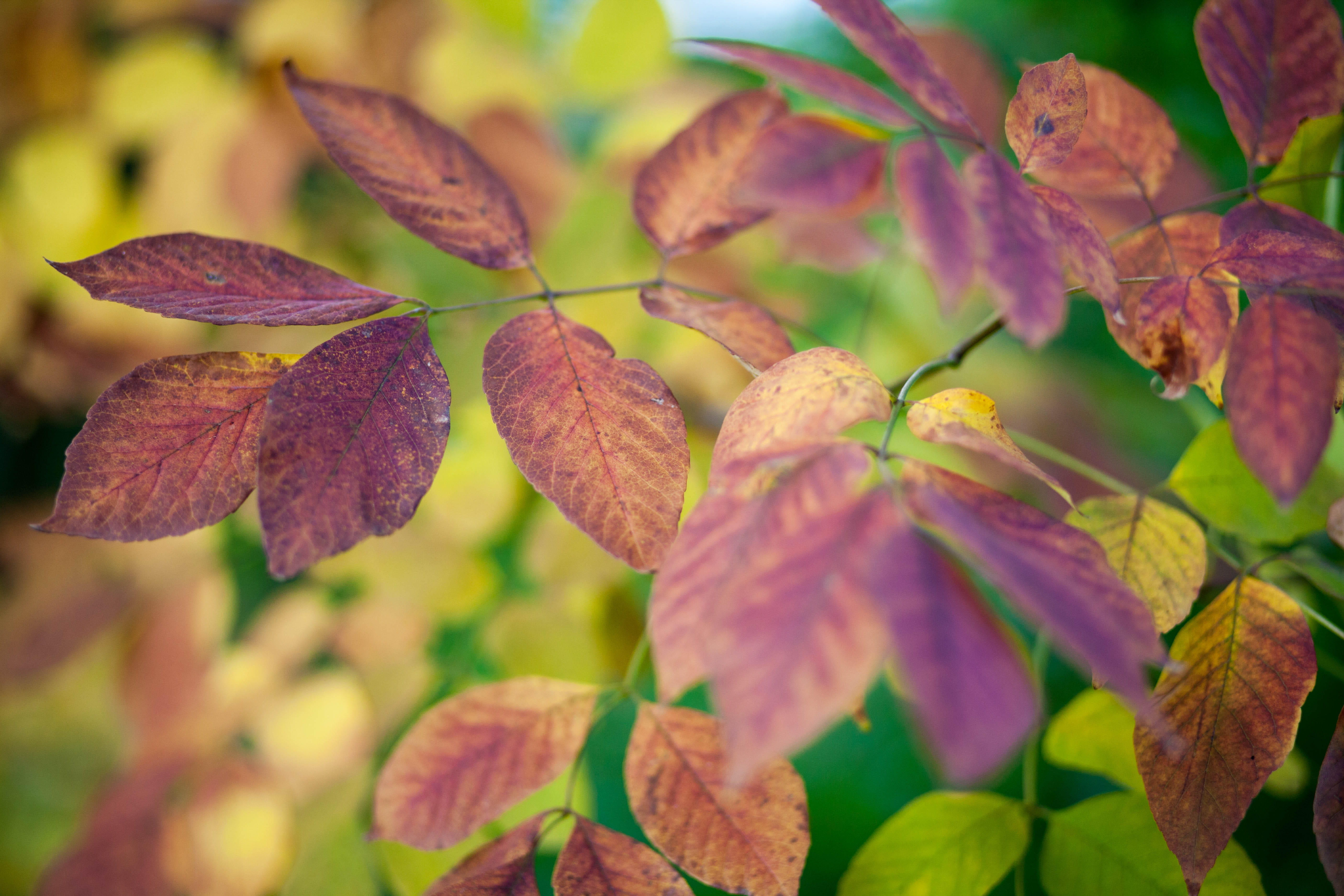 change, vulnerability, flower head, leaf, freshness, northville, 5K, no people, beauty in nature, focus on foreground, colors, leaves, outdoors, purple, HD Wallpaper
