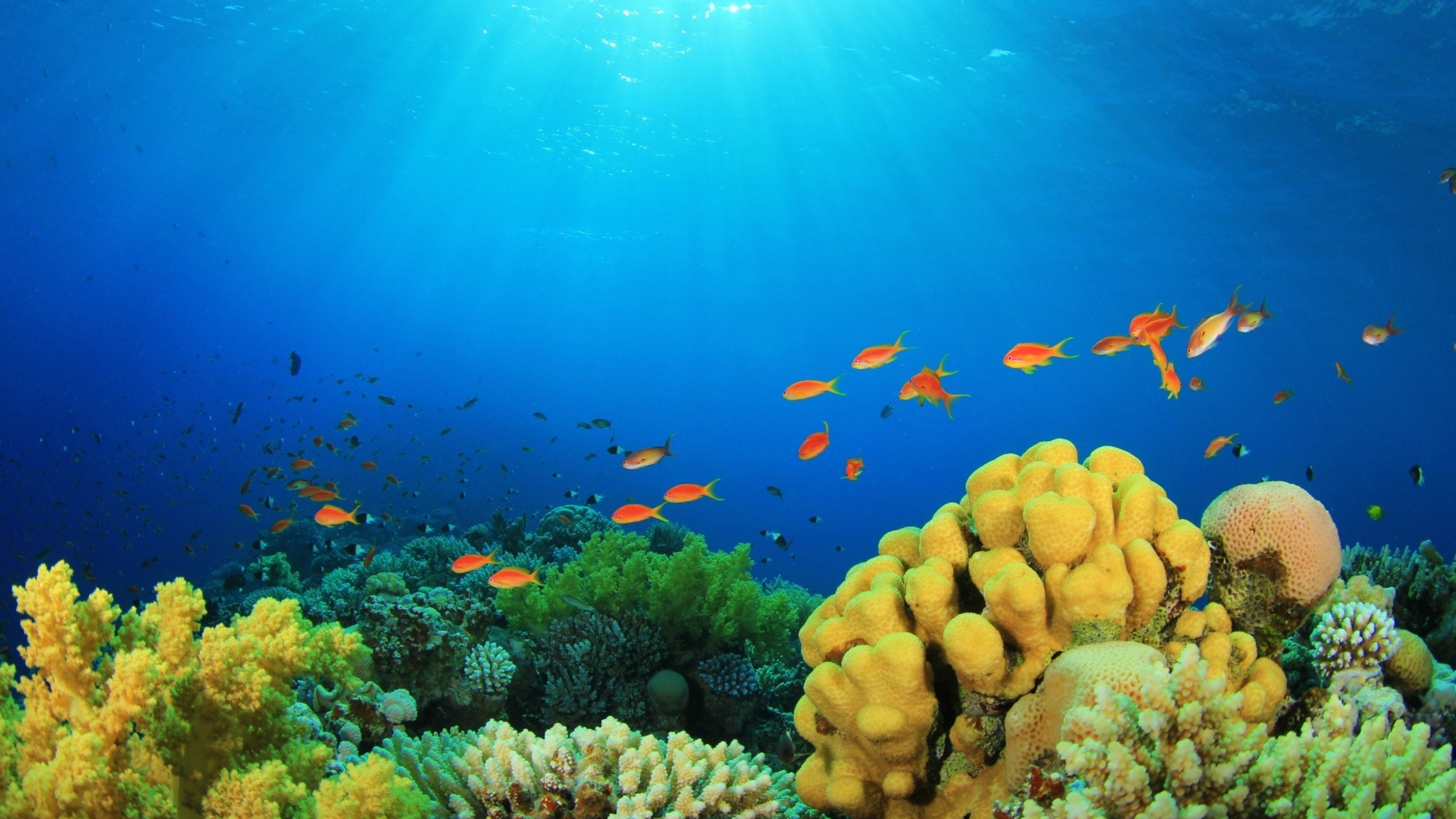 undersea, sea life, ocean, school of fish, marine, coral, no people, sea, Reef, nature, ecosystem, underwater, animals in the wild, vertebrate, animal themes, HD Wallpaper