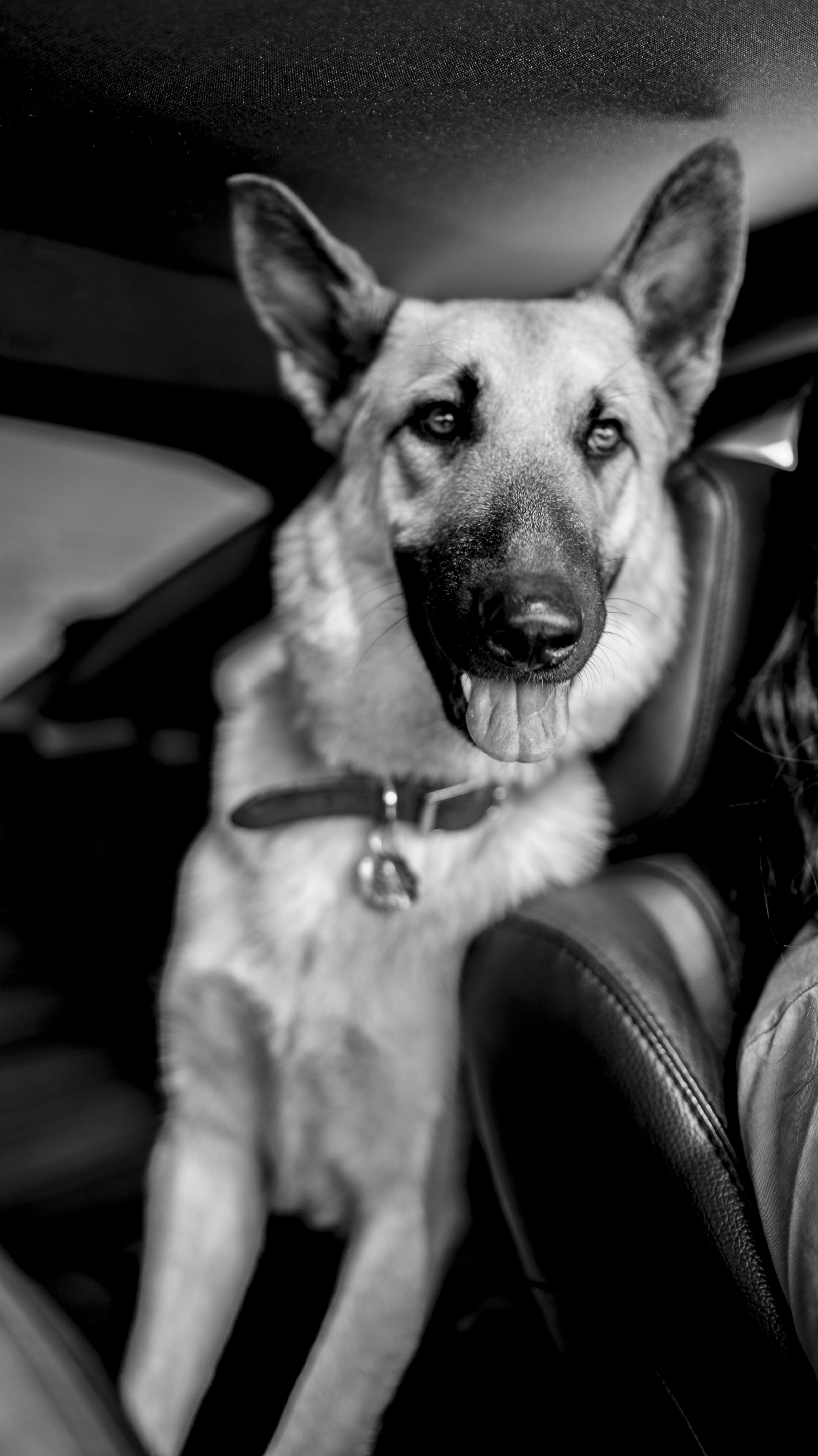 best friend, explore, one animal, vegas, mammal, focus on foreground, pets, animal body part, domestic animals, looking at camera, doggo, photo, lake las vegas, Phone HD Wallpaper