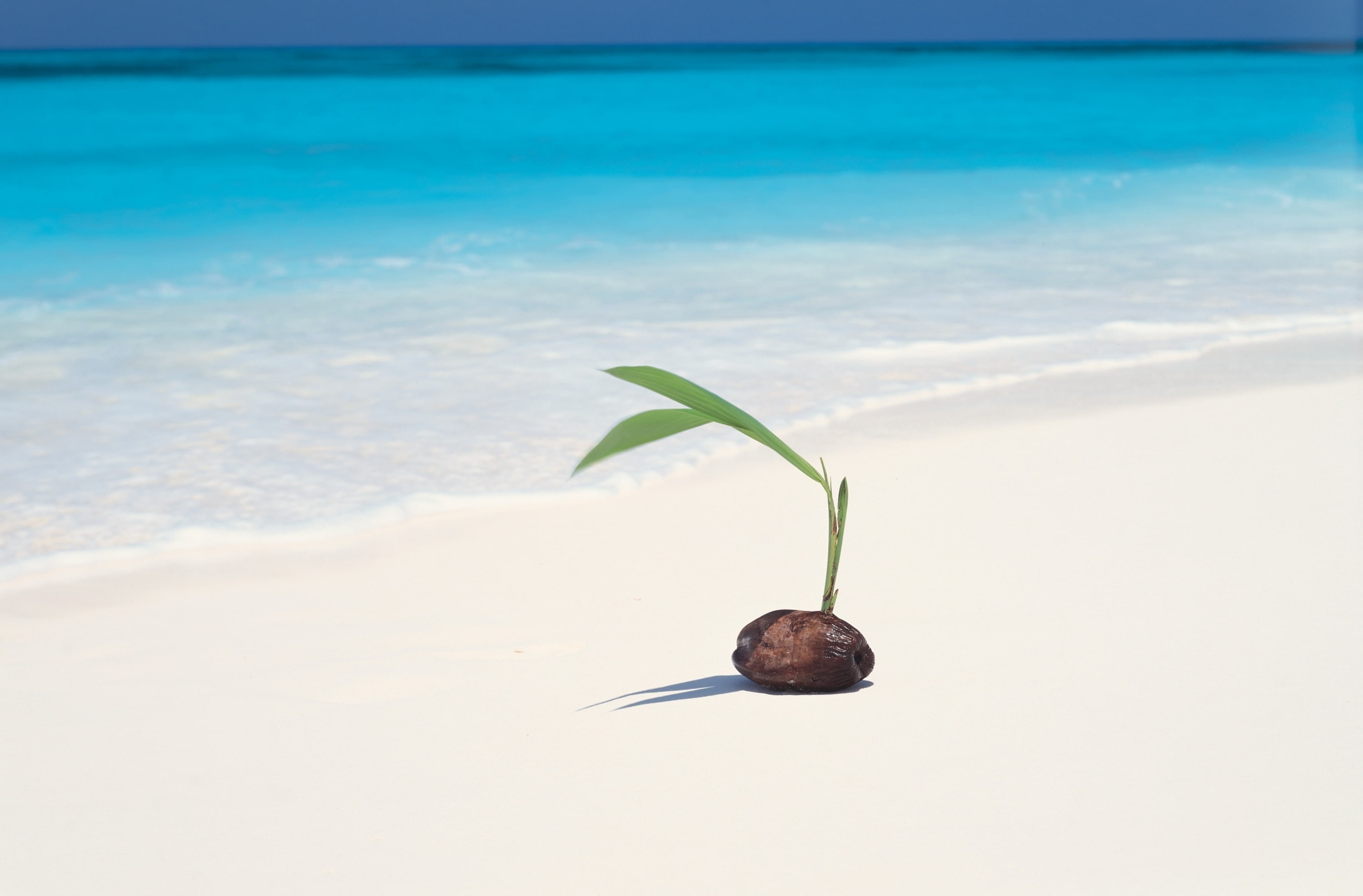 outdoors, palmtree, turquoisewater, Beach, Coconut, no people, animal themes, seashore, Seed, invertebrate, blue, animal, Clear, animal wildlife, Water, HD Wallpaper
